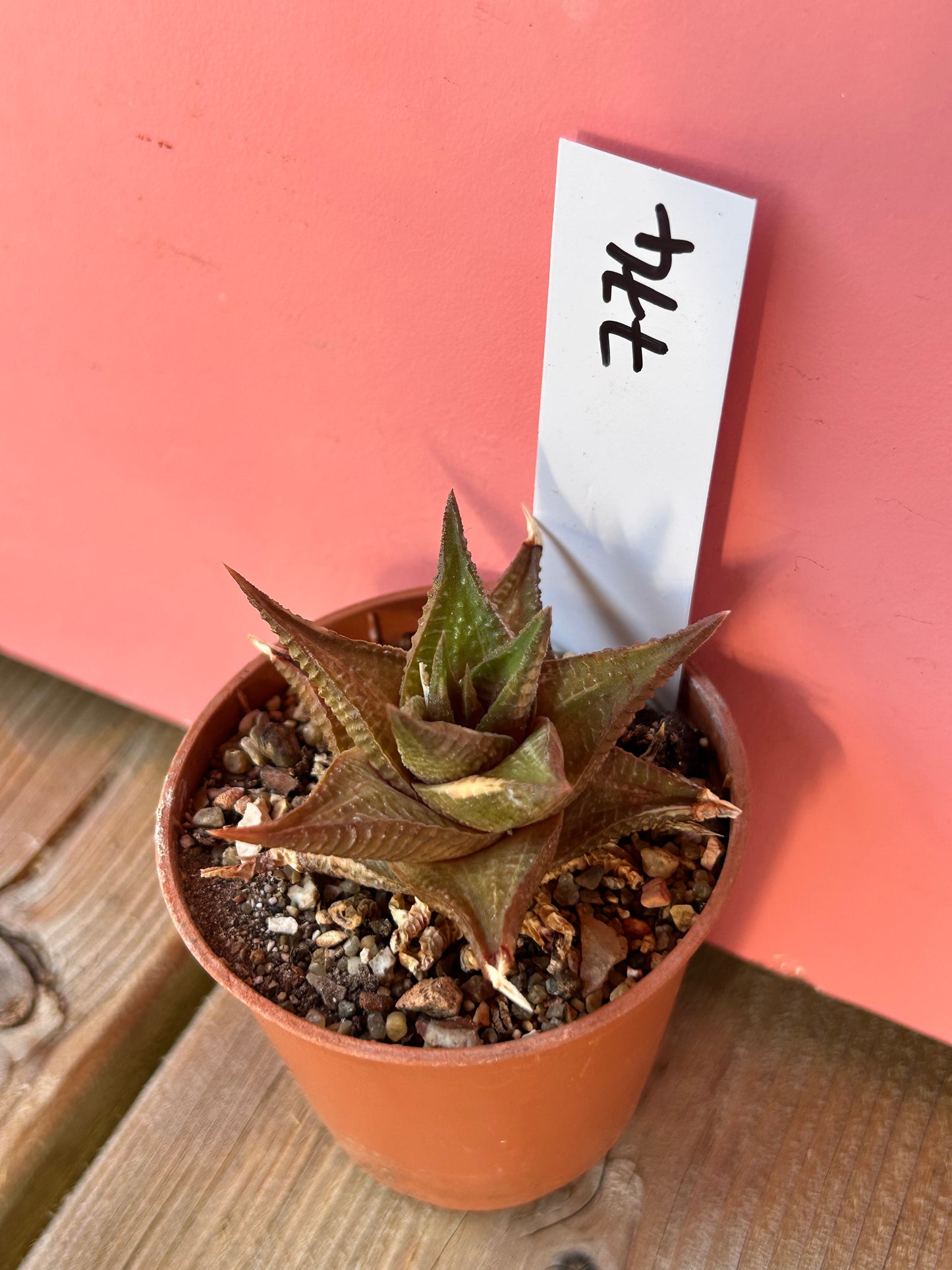 Haworthia limifolia (774)