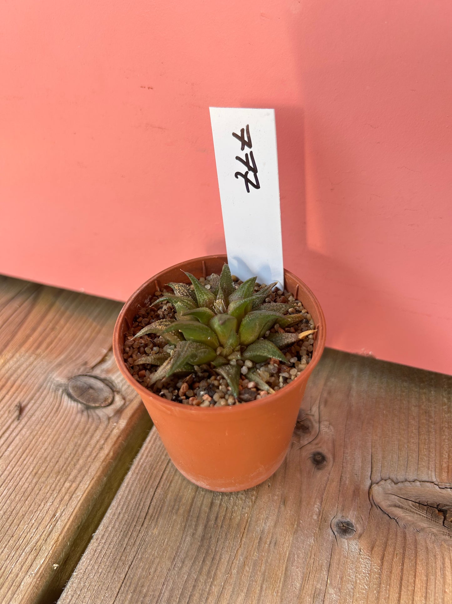 Haworthia species (777)