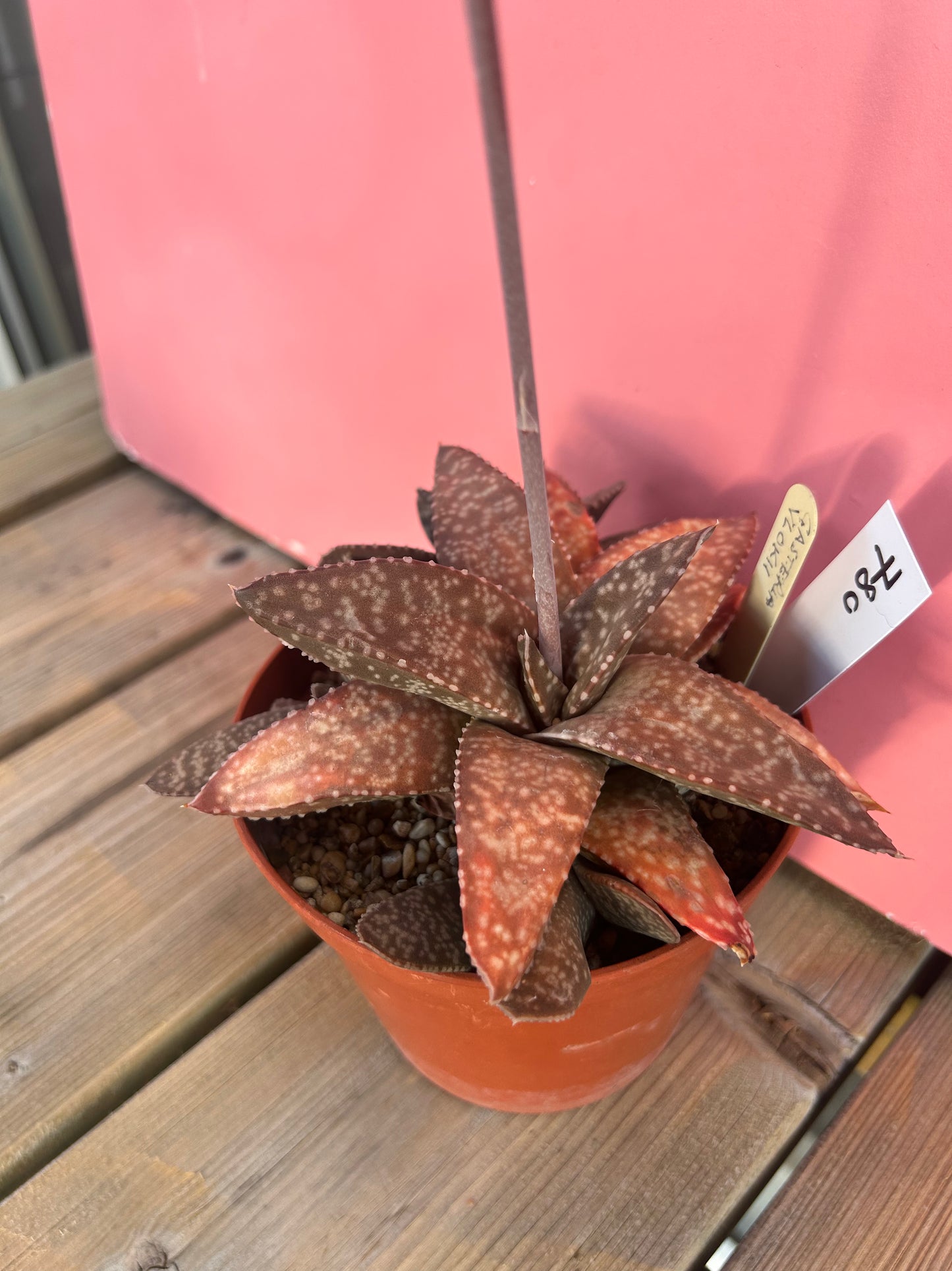 Gasteria vlokii (780)