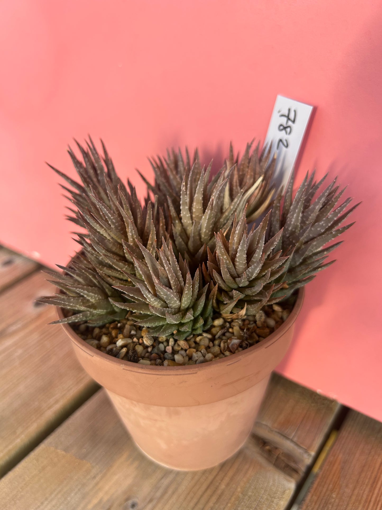 Haworthia reinwardtii (782)