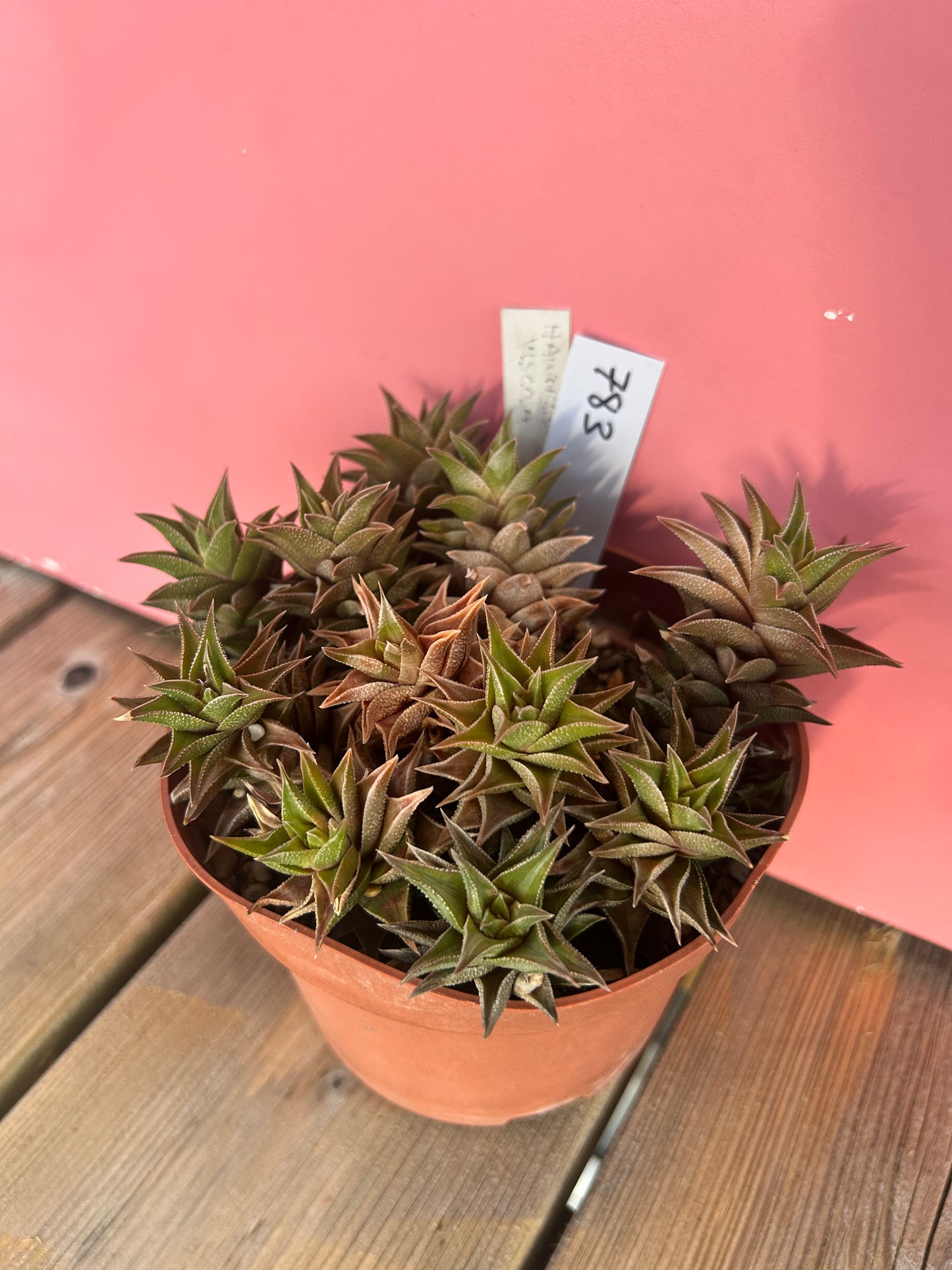 Haworthia viscosa (783)