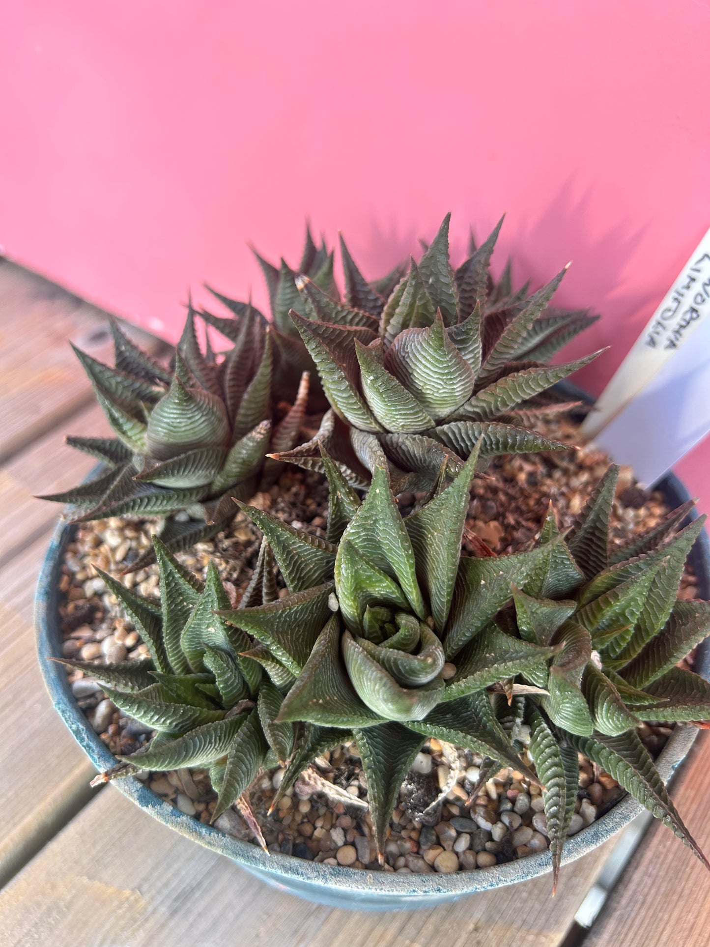Haworthia limifolia (784)