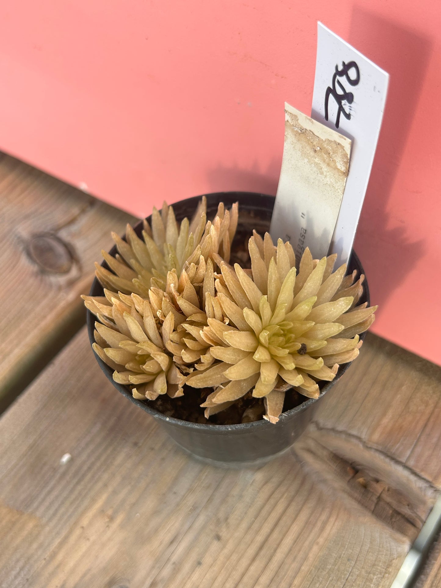 Haworthia 'kihuhigata' (788)