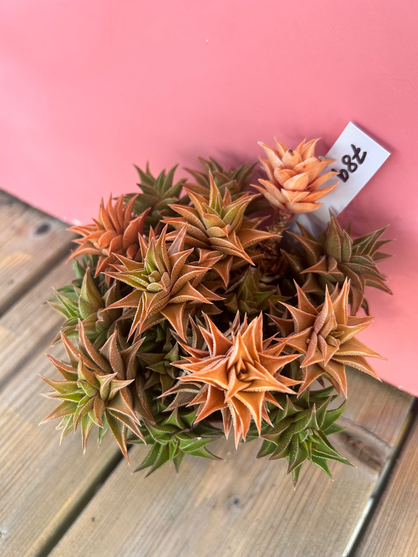 Haworthia limifolia (789)