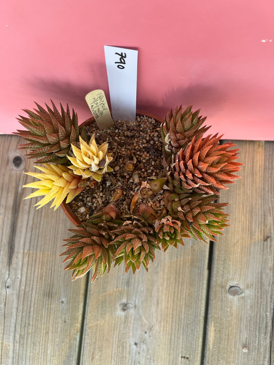 Haworthia reinwardtii variegata (790)