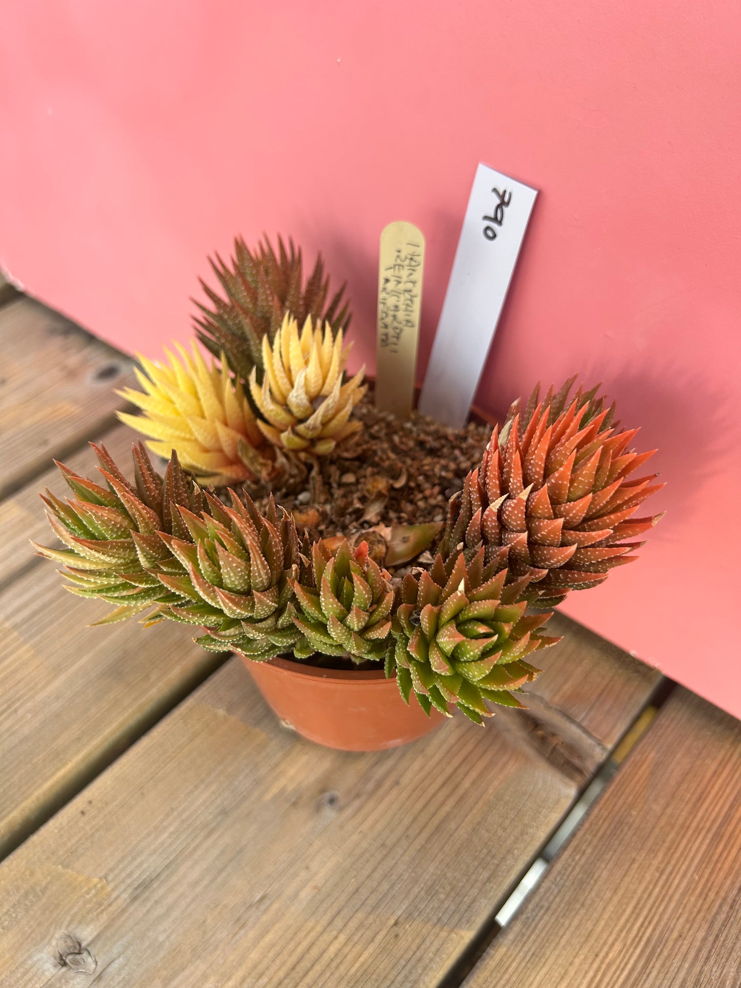 Haworthia reinwardtii variegata (790)