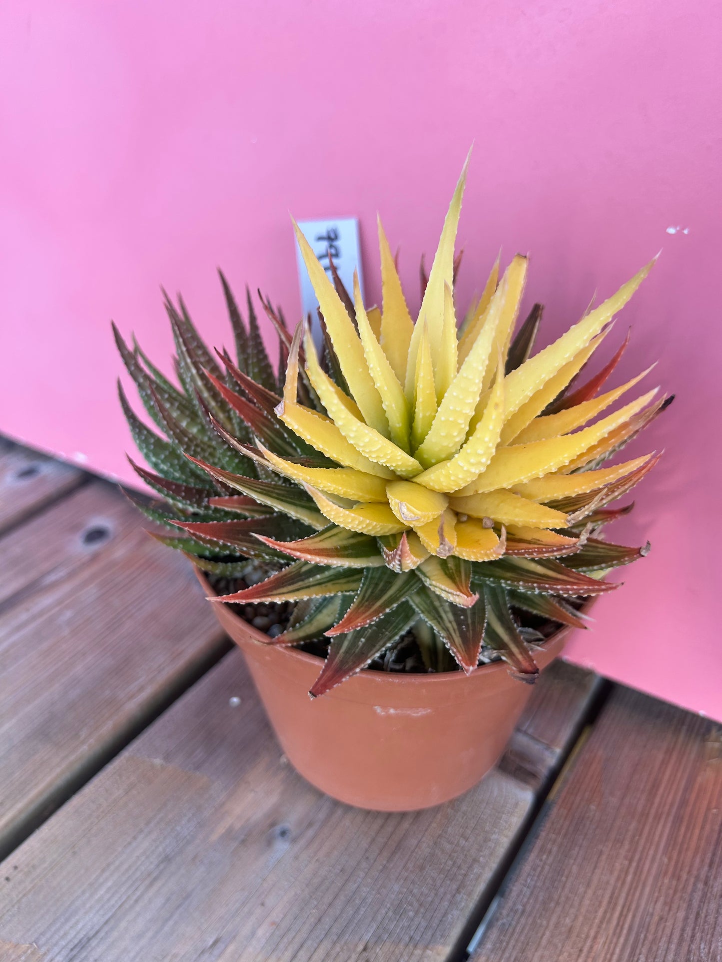 Haworthia pumila variegata (791)