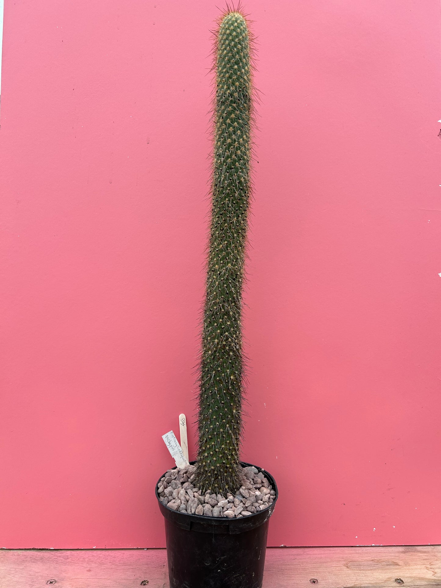 Austrocylindroputia pachypus (460)
