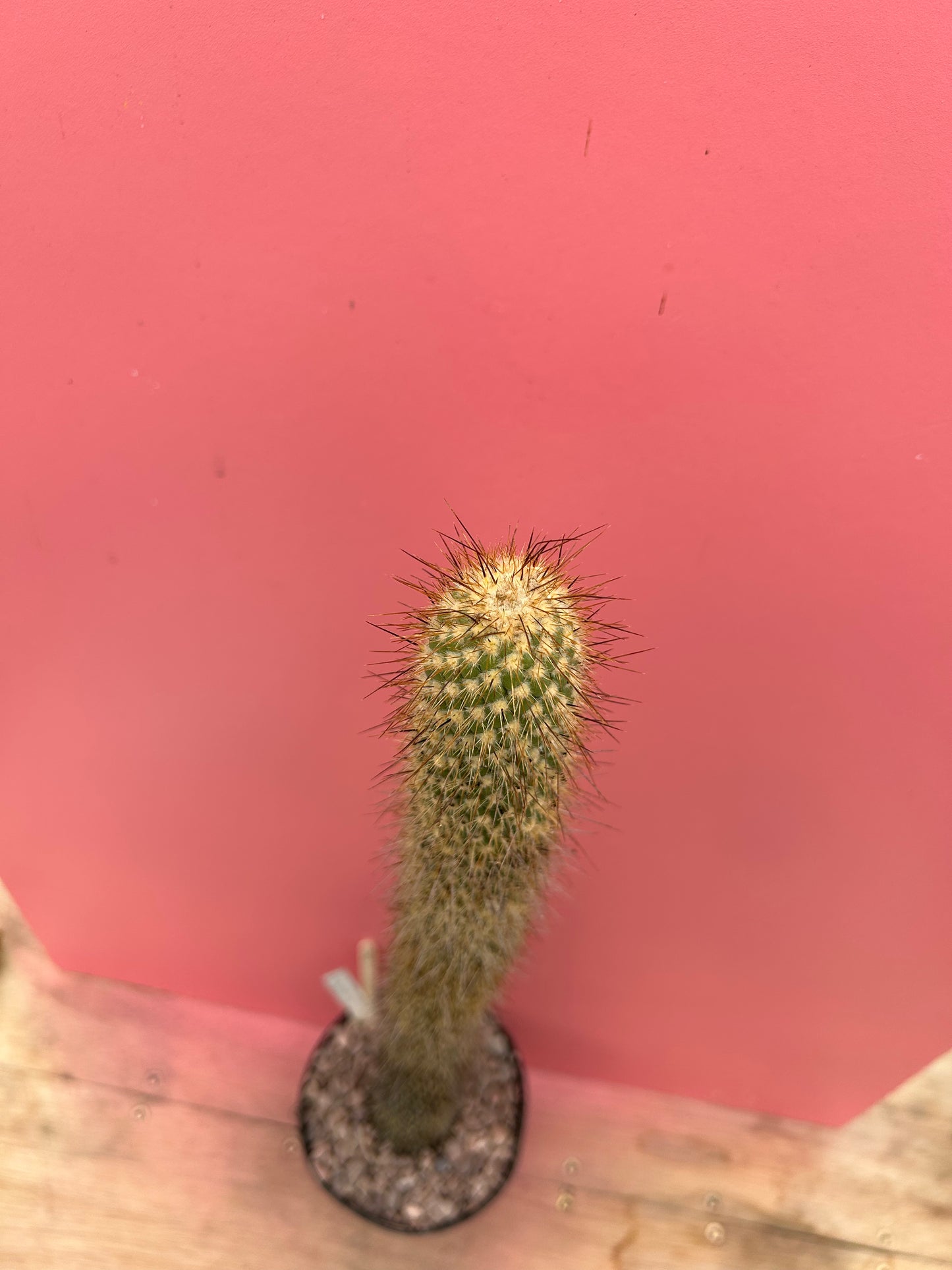 Austrocylindroputia pachypus (460)