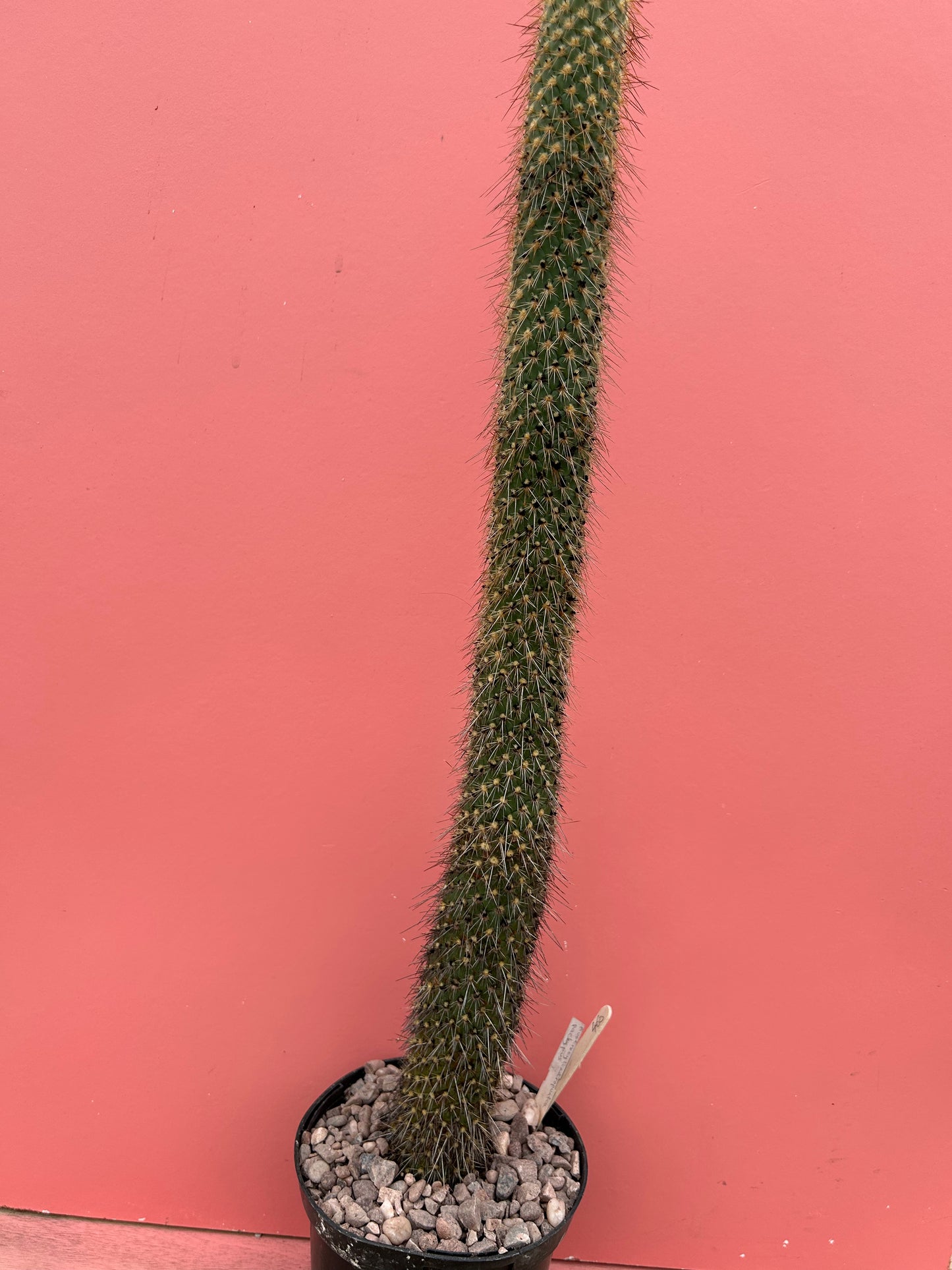 Austrocylindroputia pachypus (460)