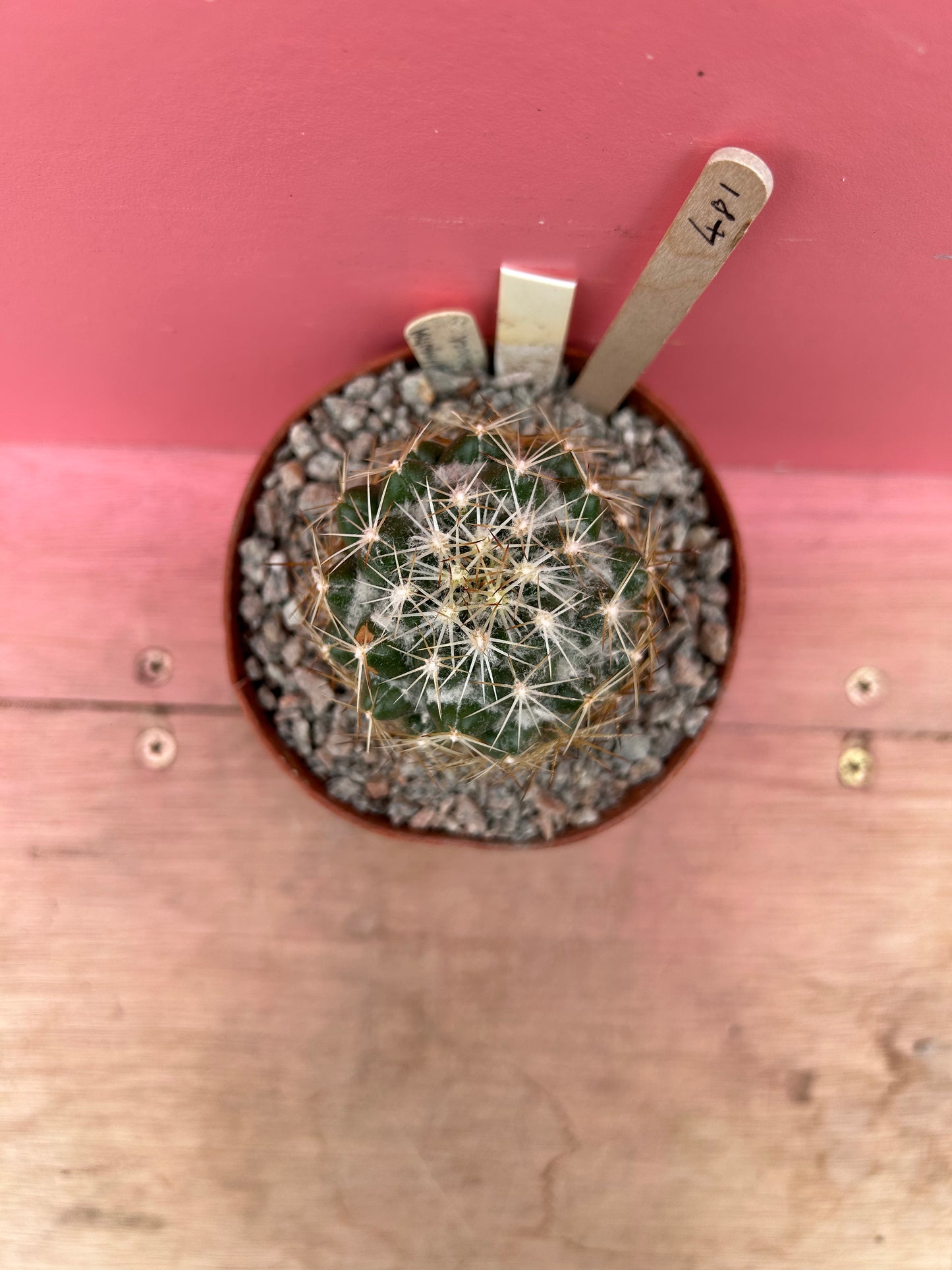 Coryphantha pactuca (481)