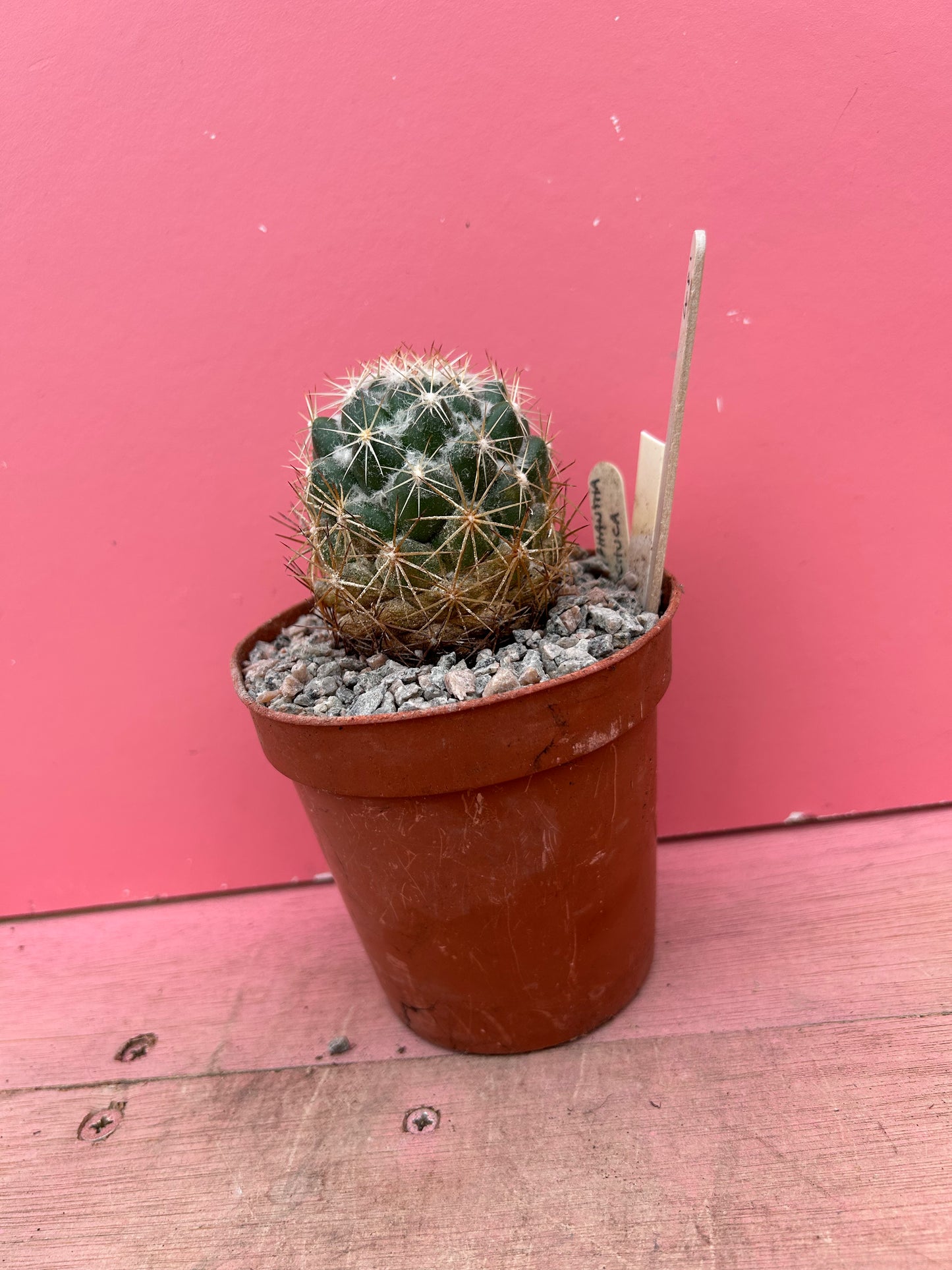 Coryphantha pactuca (481)