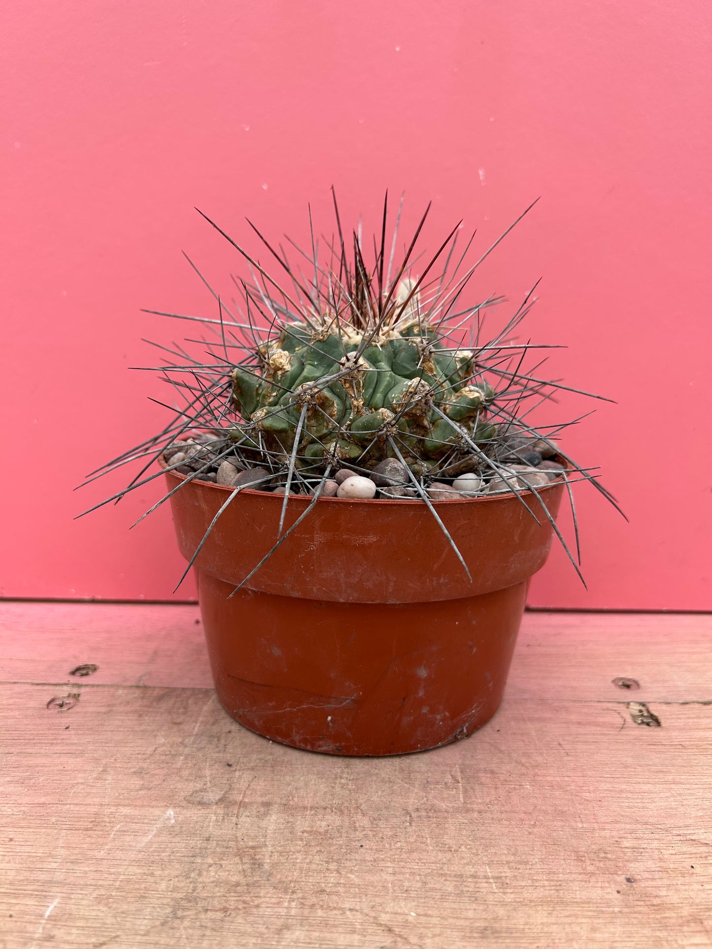 Thelocactus freudenbergii (496)