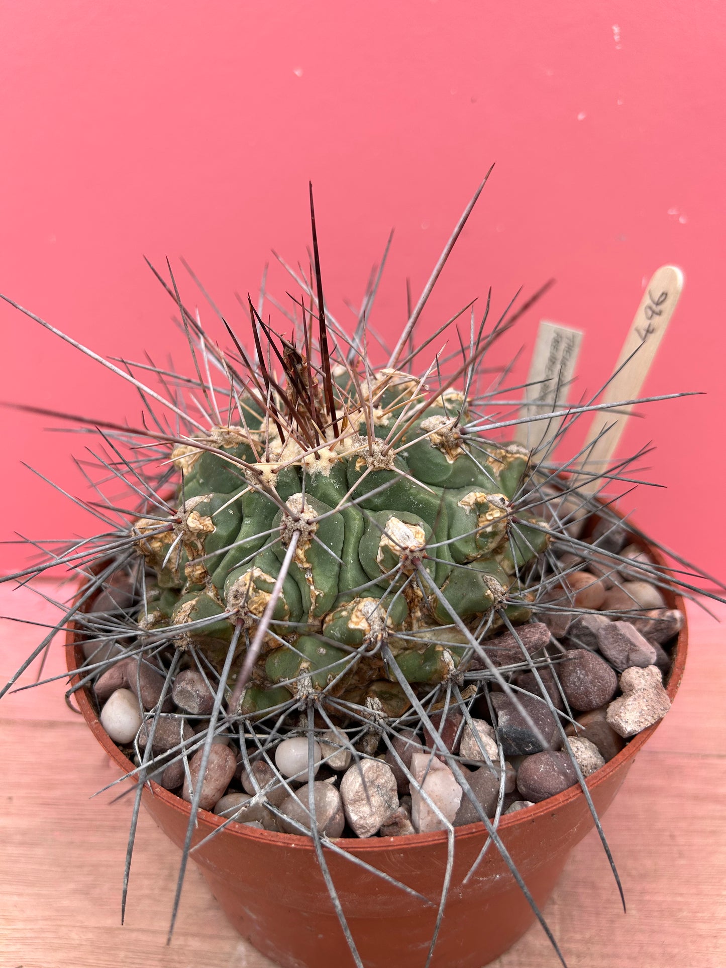 Thelocactus freudenbergii (496)