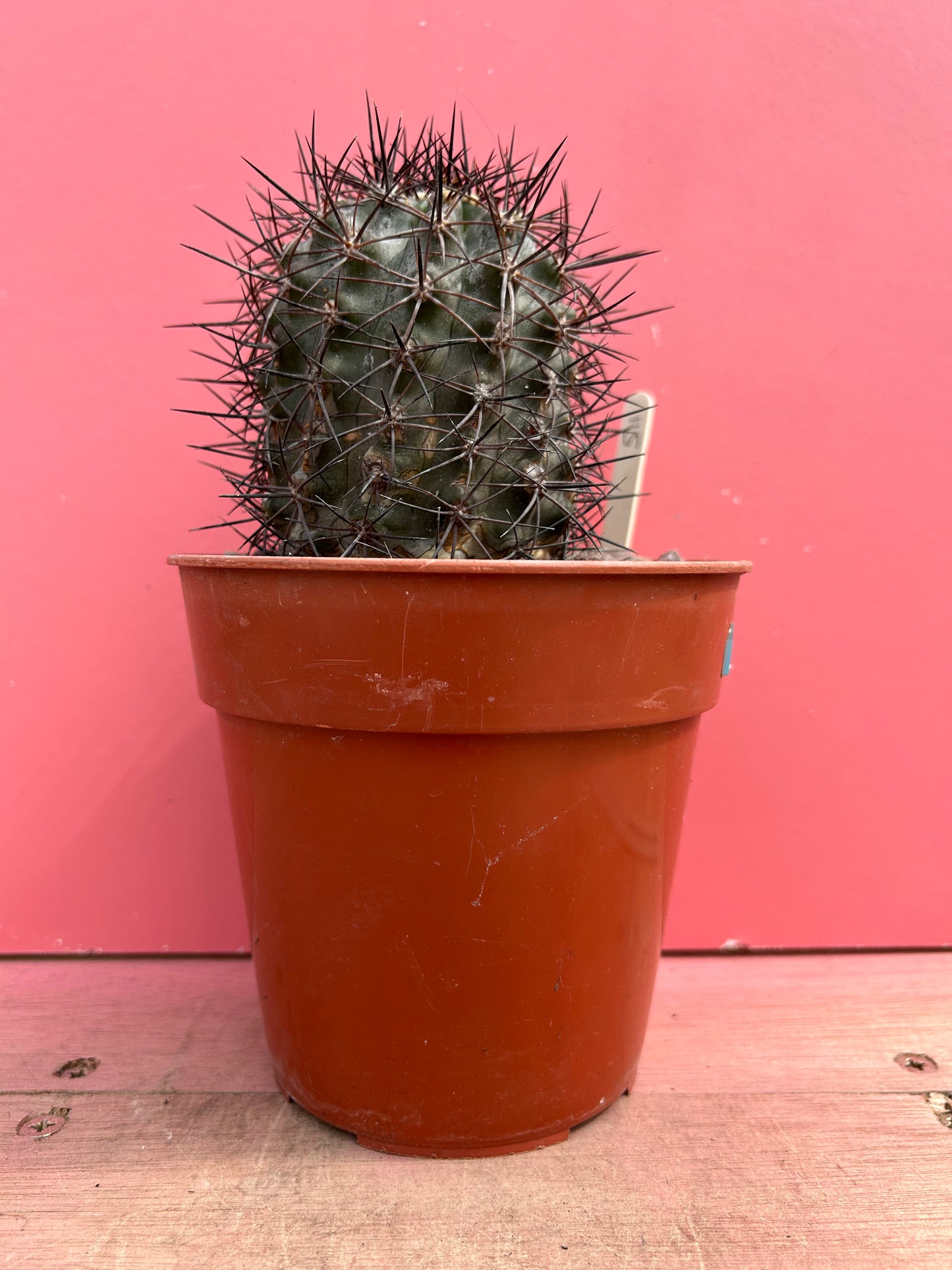 Copiapoa megarhiza(?) (511)