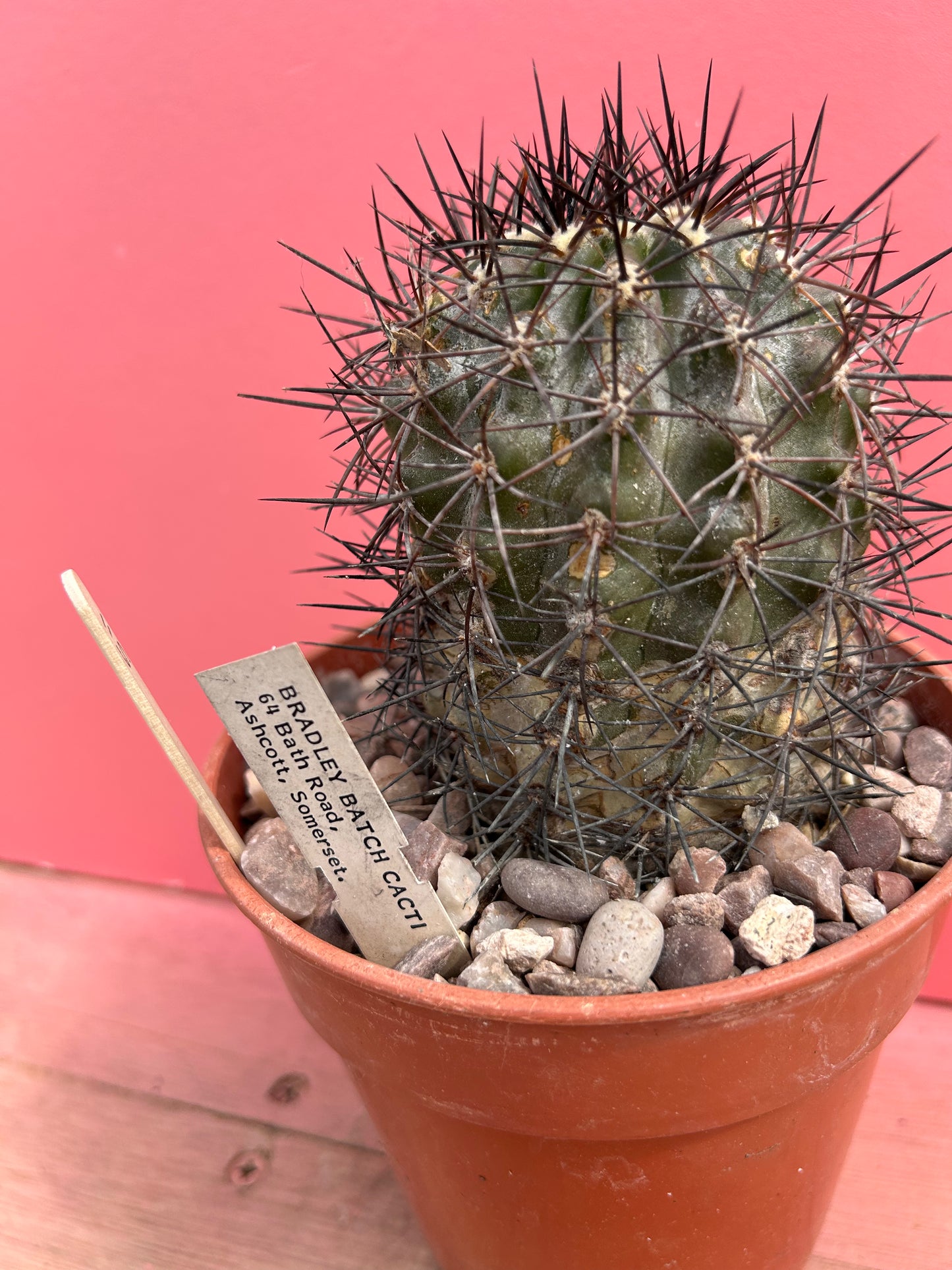 Copiapoa megarhiza(?) (511)