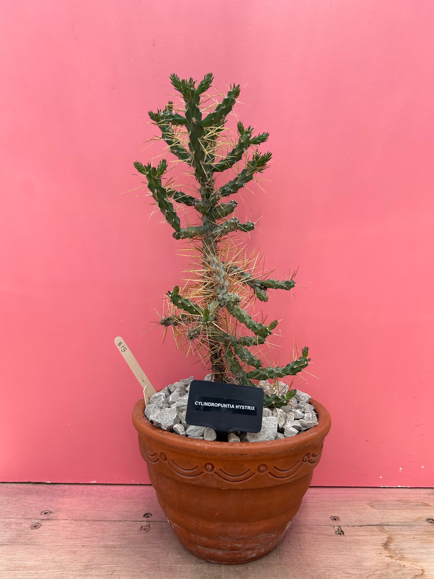 Cylindropuntia hystrix (518)