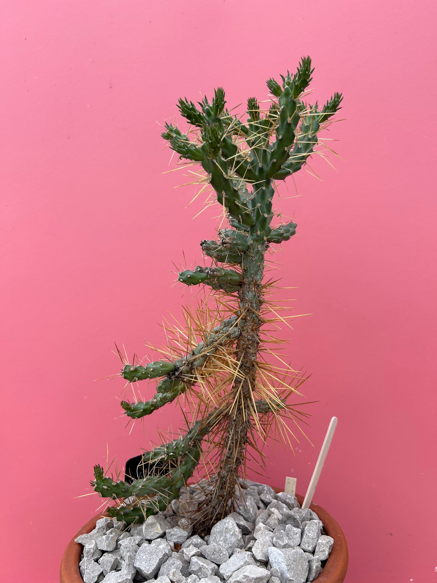 Cylindropuntia hystrix (518)