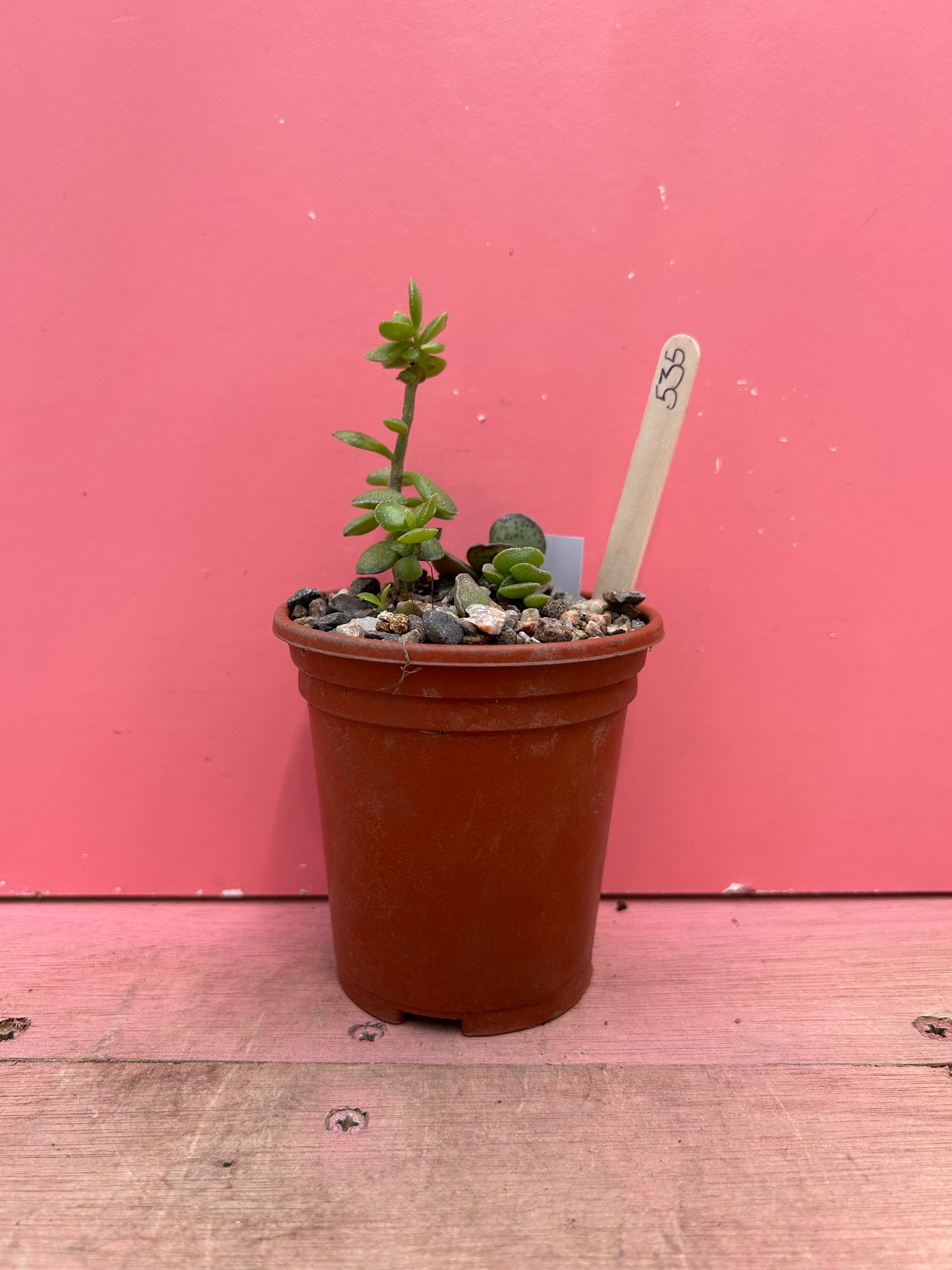 Adromischus mix (535)