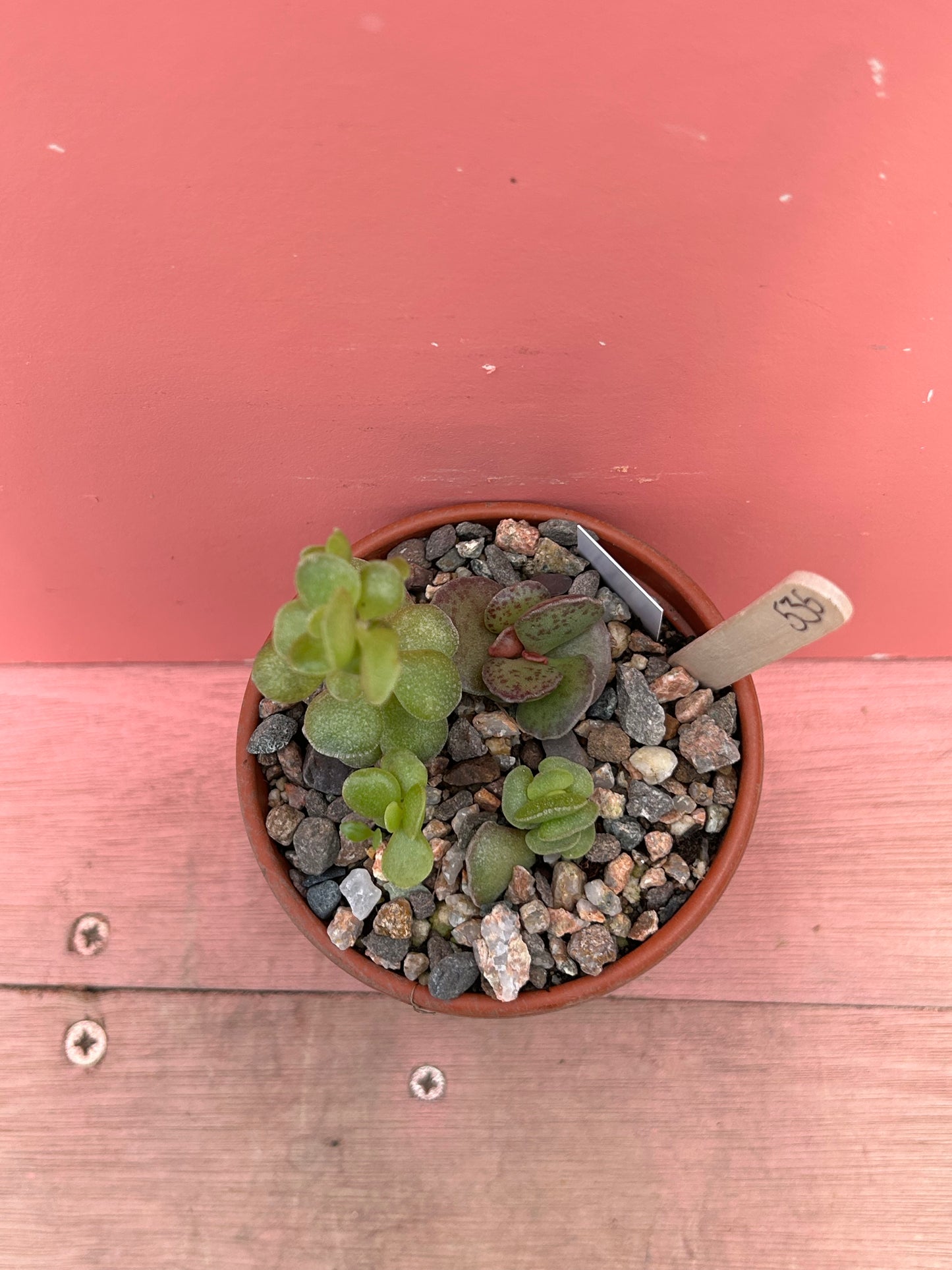 Adromischus mix (535)