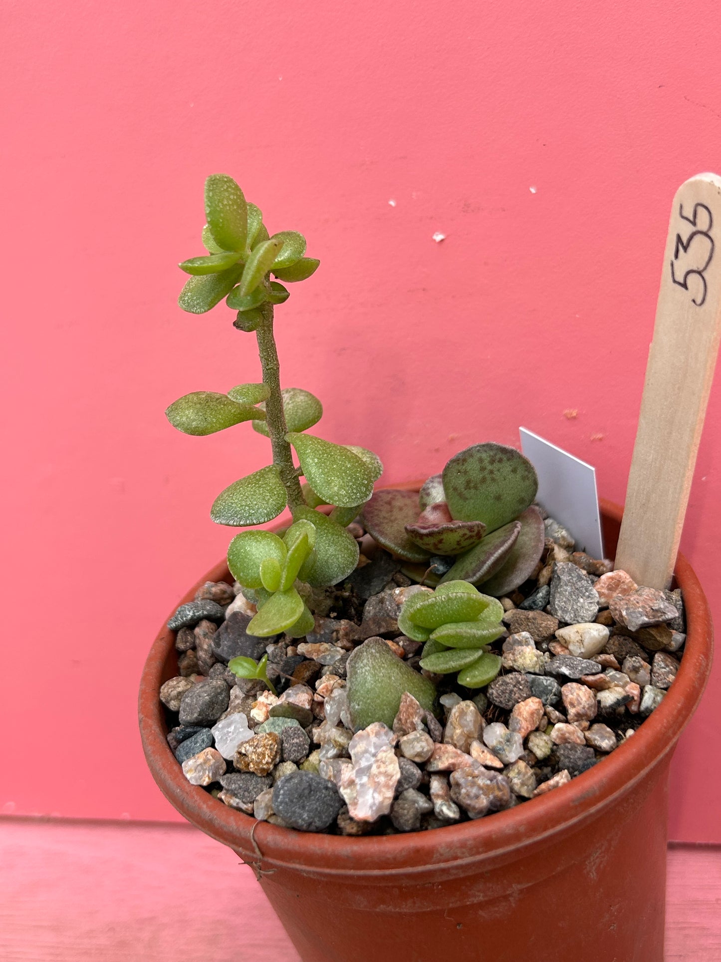 Adromischus mix (535)