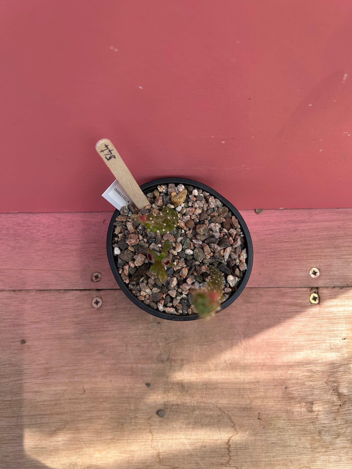 Opuntia monacantha variegata + Crassula gollum (544)