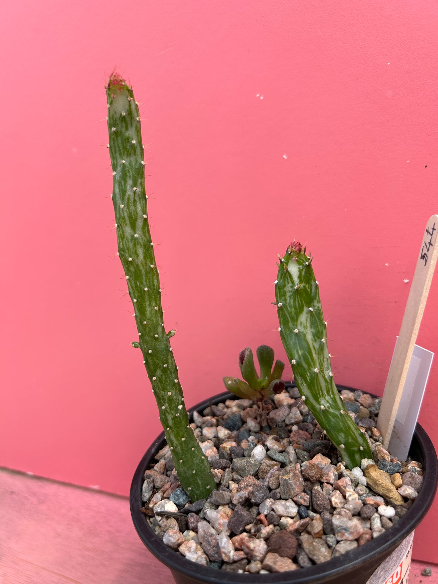Opuntia monacantha variegata + Crassula gollum (544)