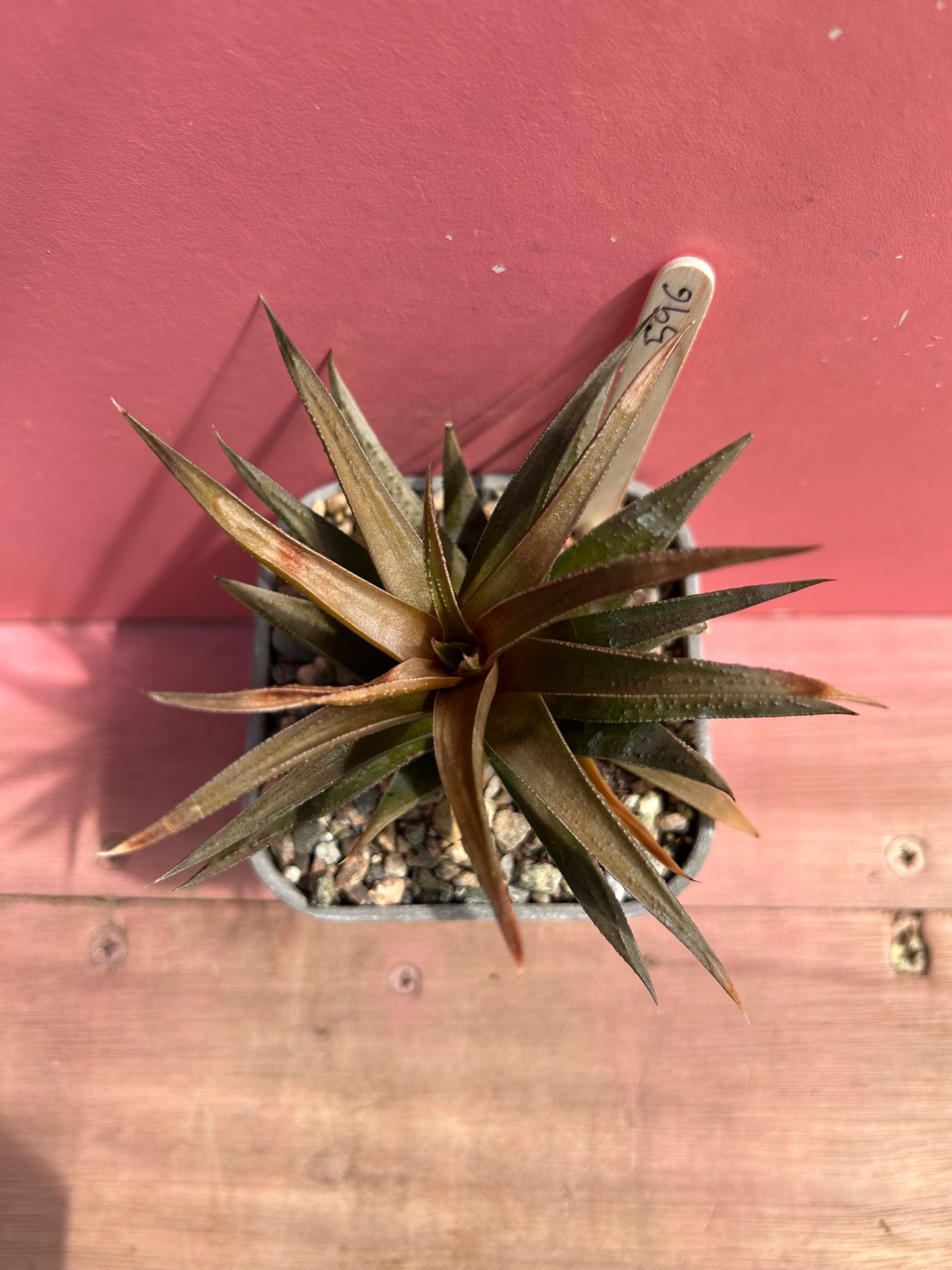 Haworthia species (596)