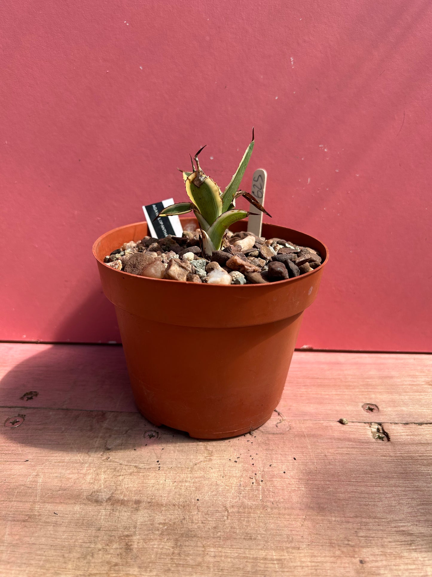 Agave lophantha quadricolour (625)