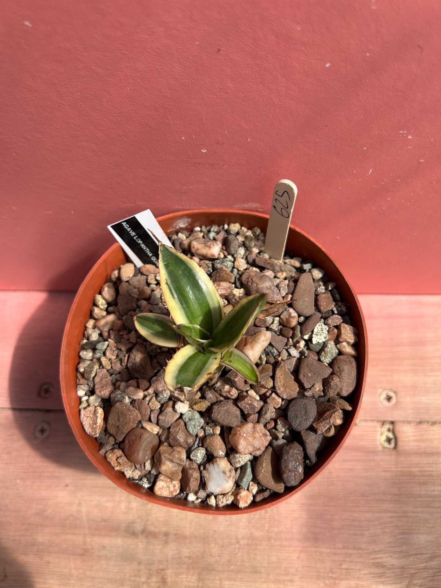 Agave lophantha quadricolour (625)