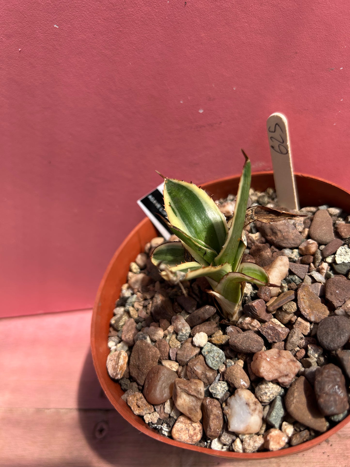 Agave lophantha quadricolour (625)