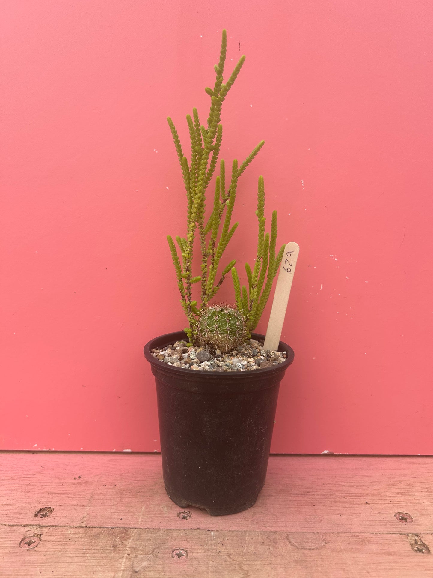 Crassula muscosa + Rebutia (629)