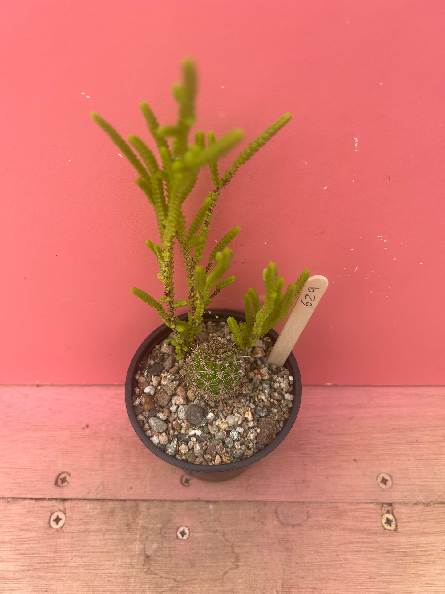 Crassula muscosa + Rebutia (629)