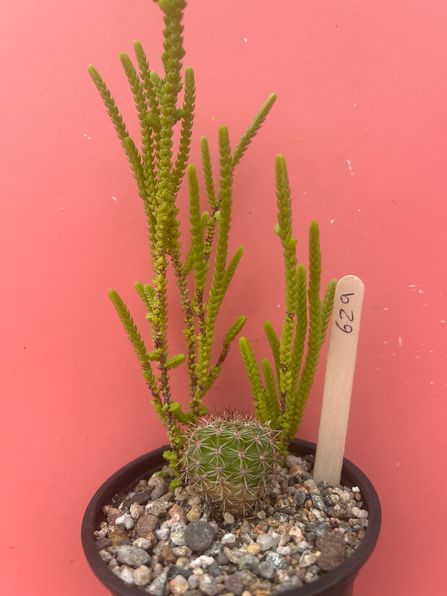 Crassula muscosa + Rebutia (629)