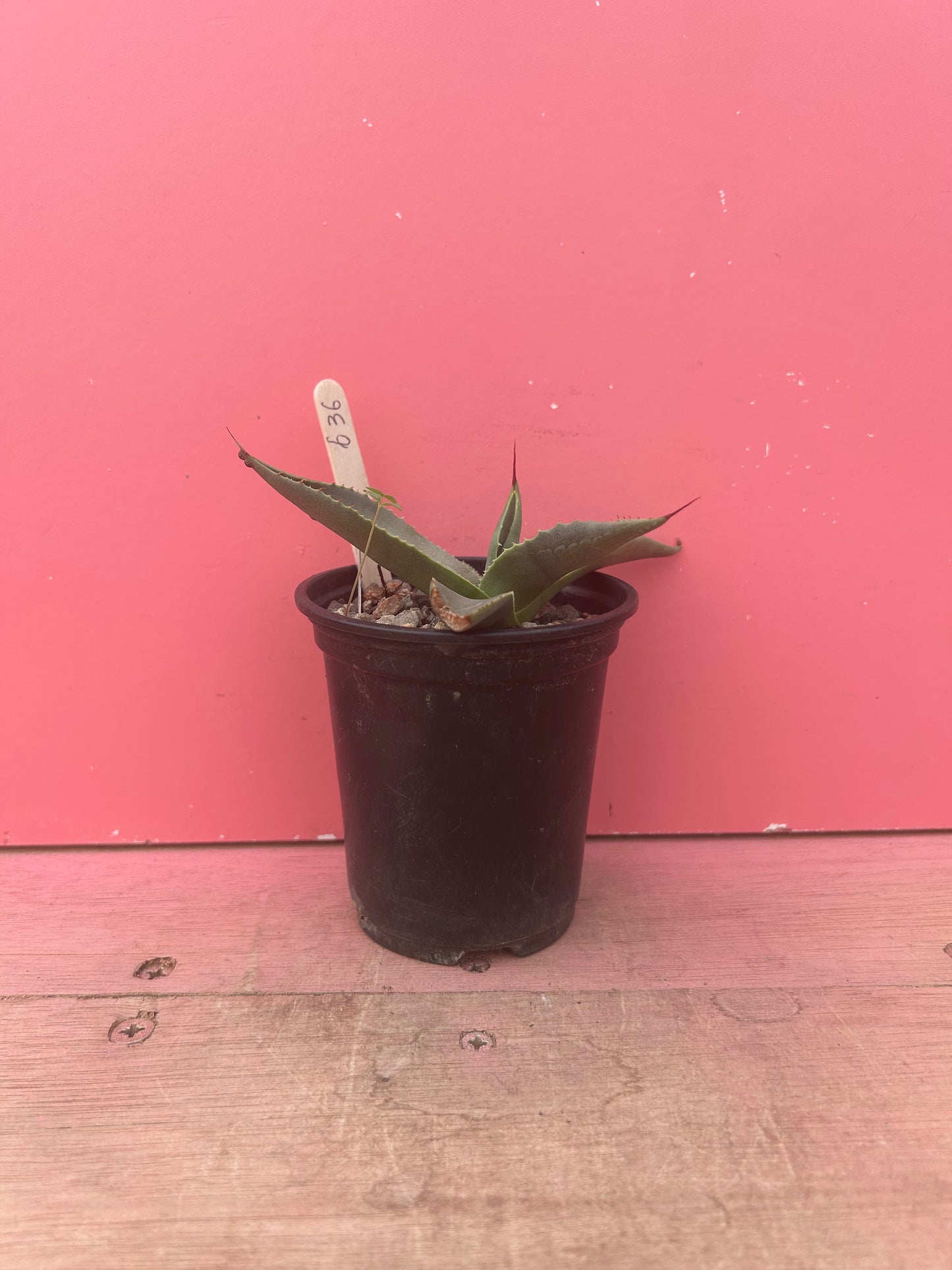 Agave parryi (636)