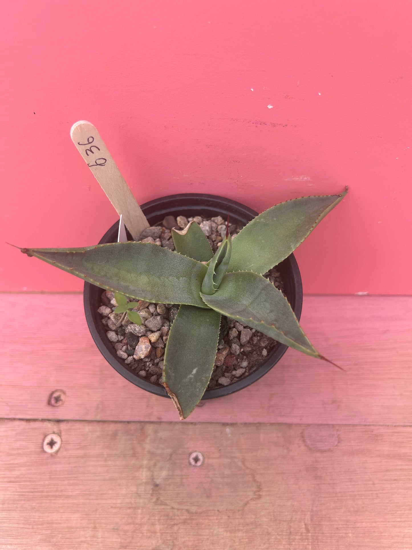 Agave parryi (636)