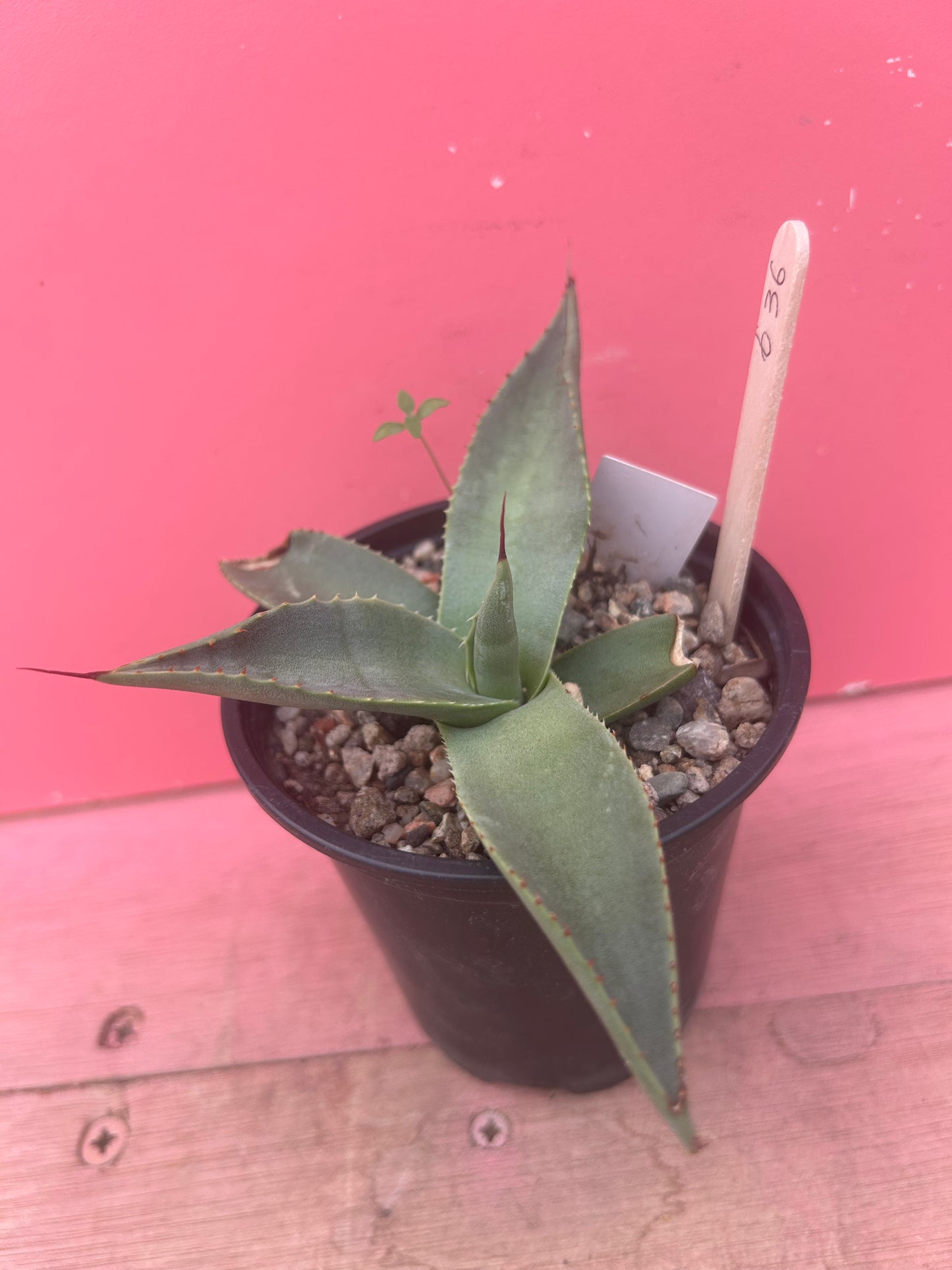 Agave parryi (636)