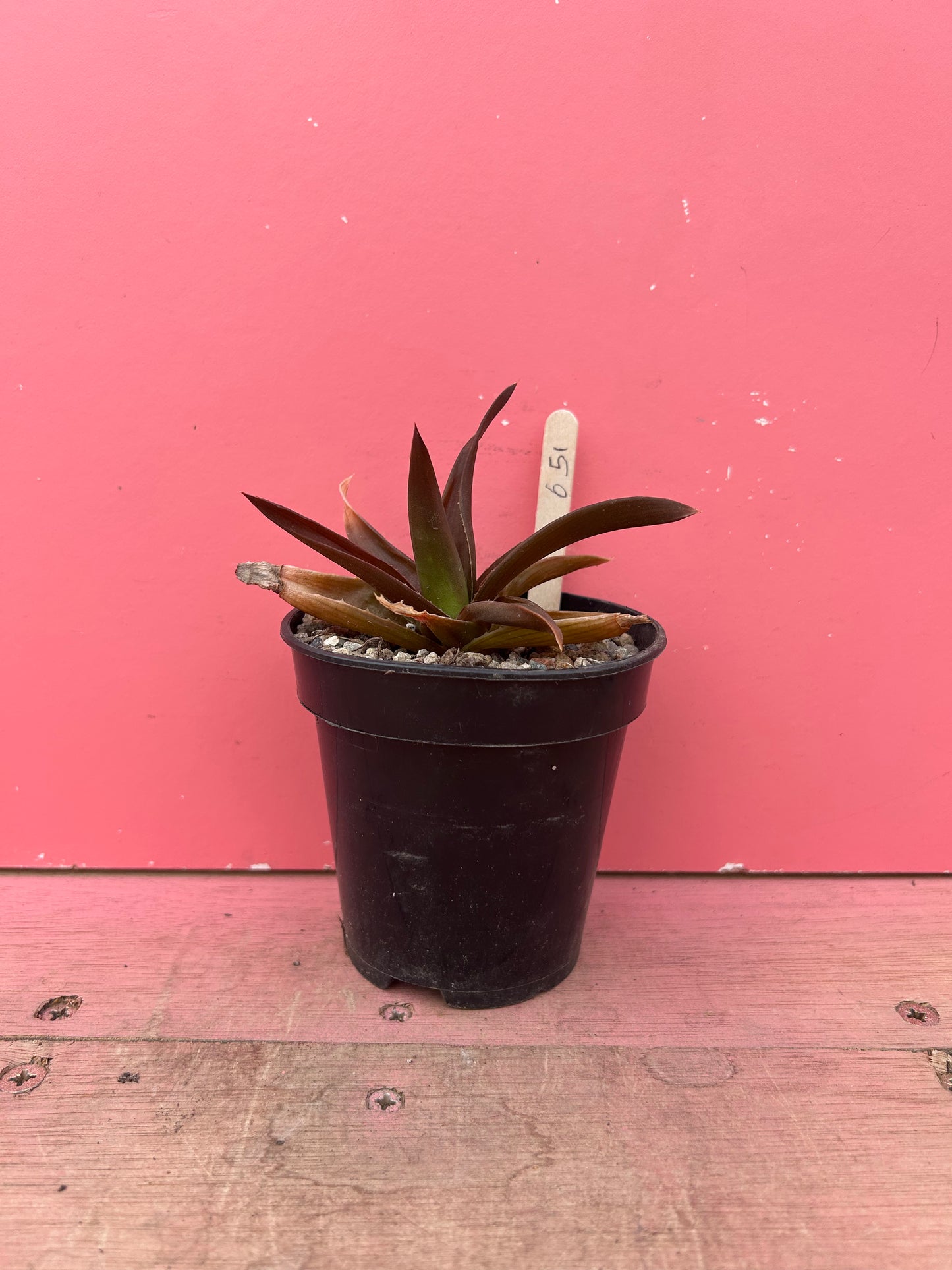 Aloe black gem (651)