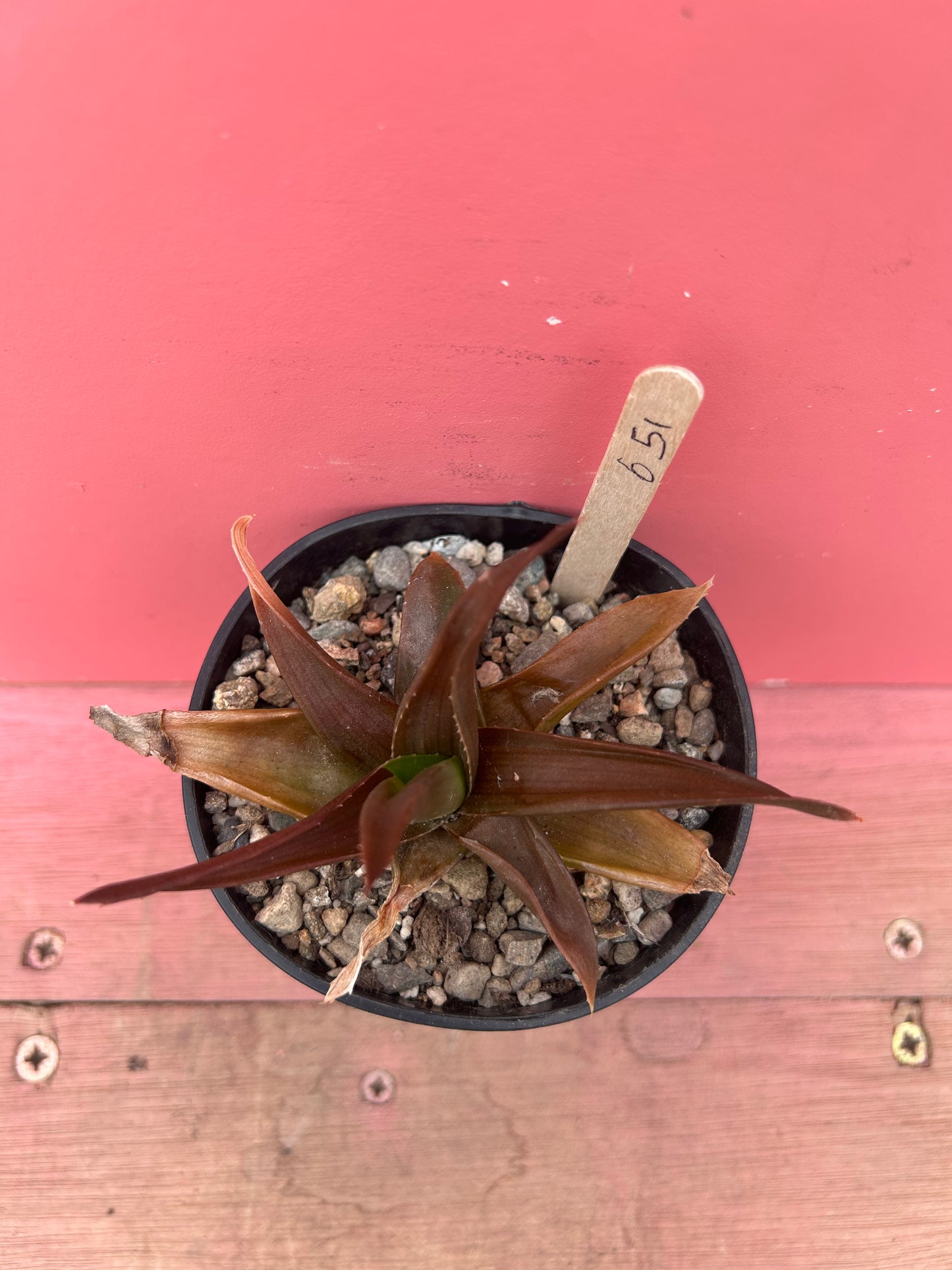 Aloe black gem (651)