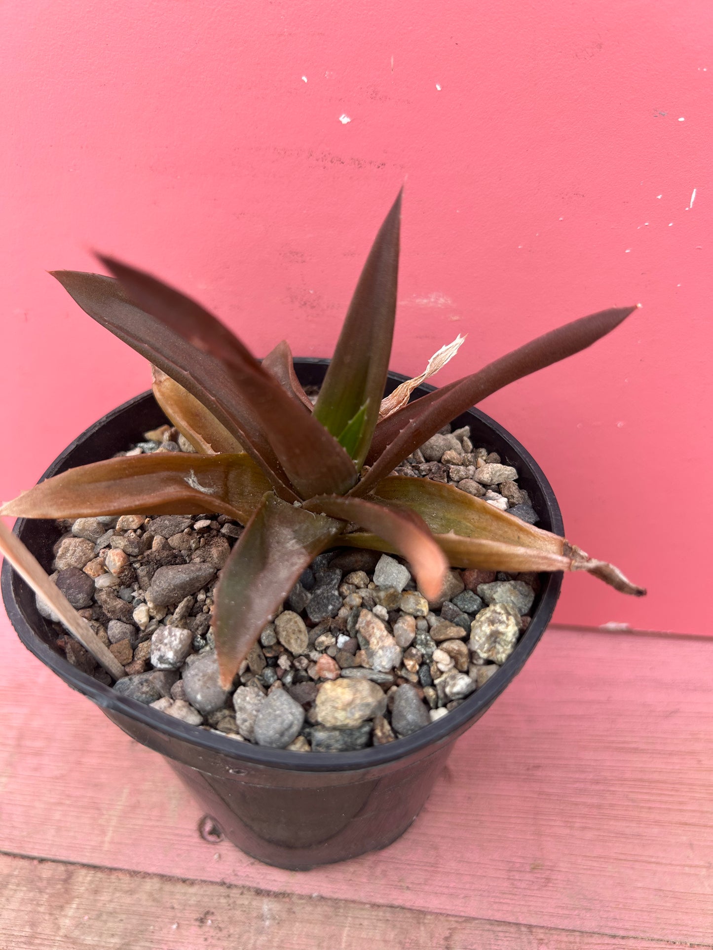 Aloe black gem (651)