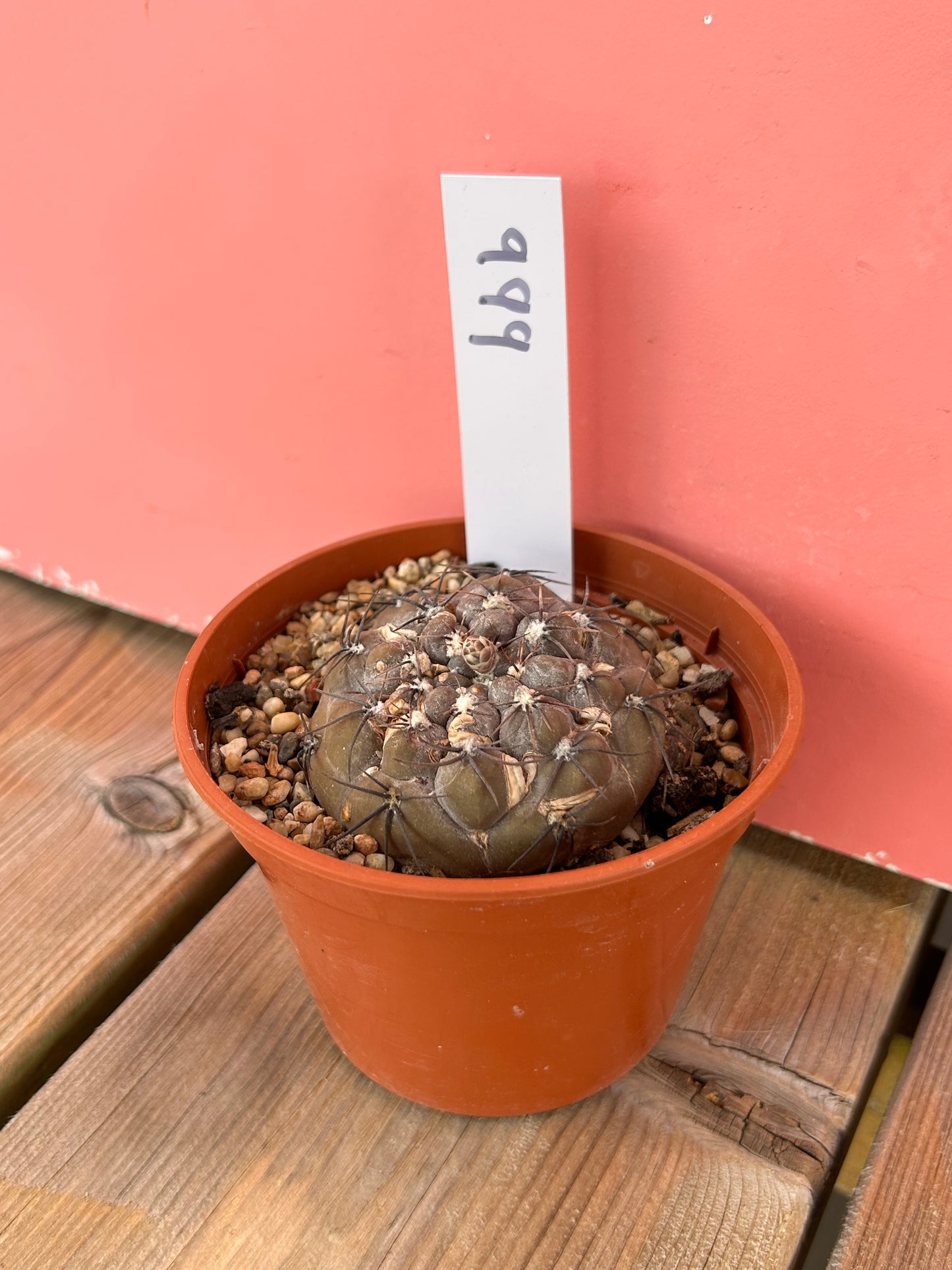 Gymnocalycium berchtii (999)