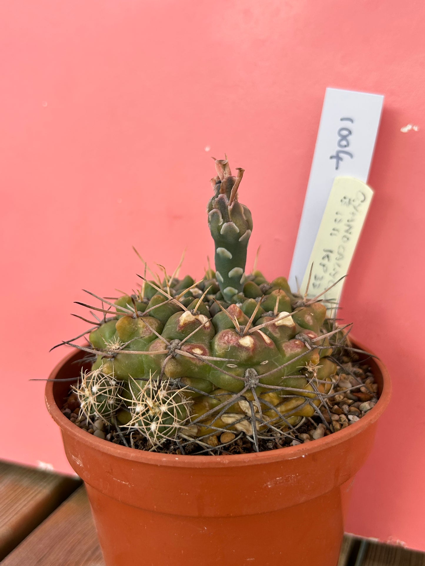 Gymnocalycium species (1004)