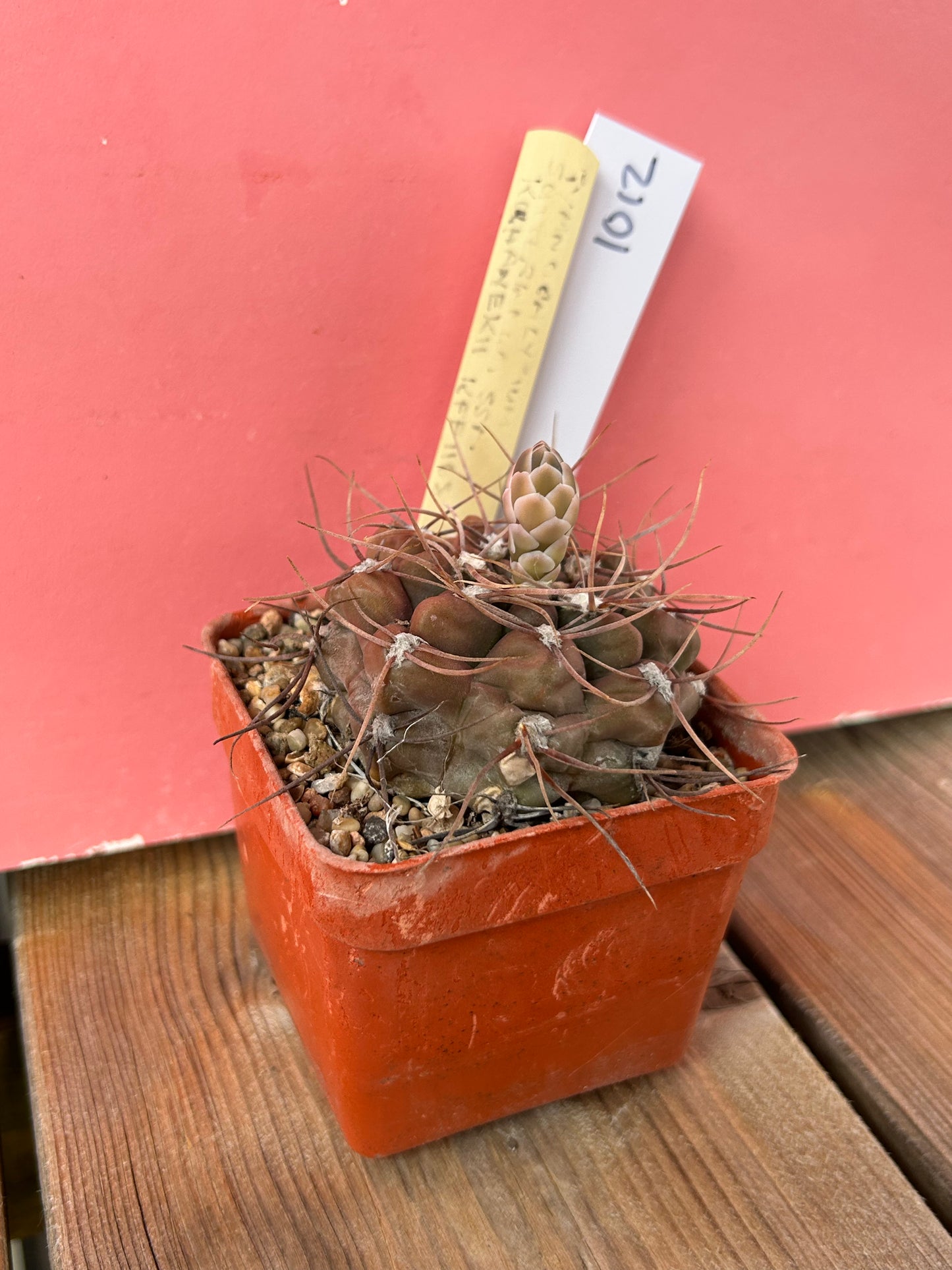 Gymnocalycium sutternnum ssp kuhanekii (1012)