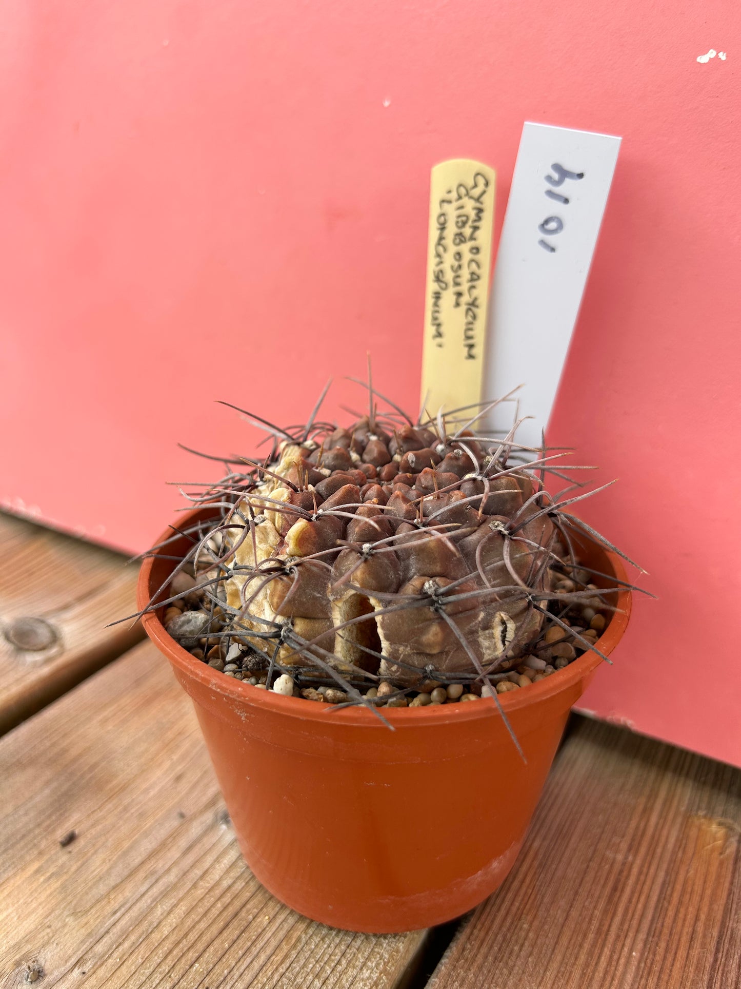 Gymnocalycium gibbosum 'longispinum' (1019Z)