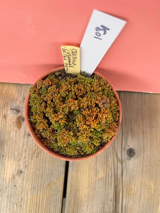 Crassula susannae (1031 Z)