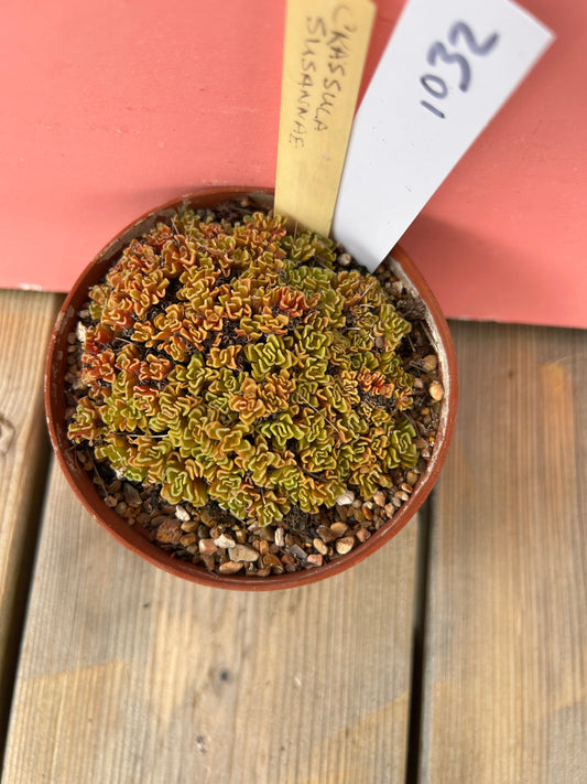 Crassula susannae (1032 Z)
