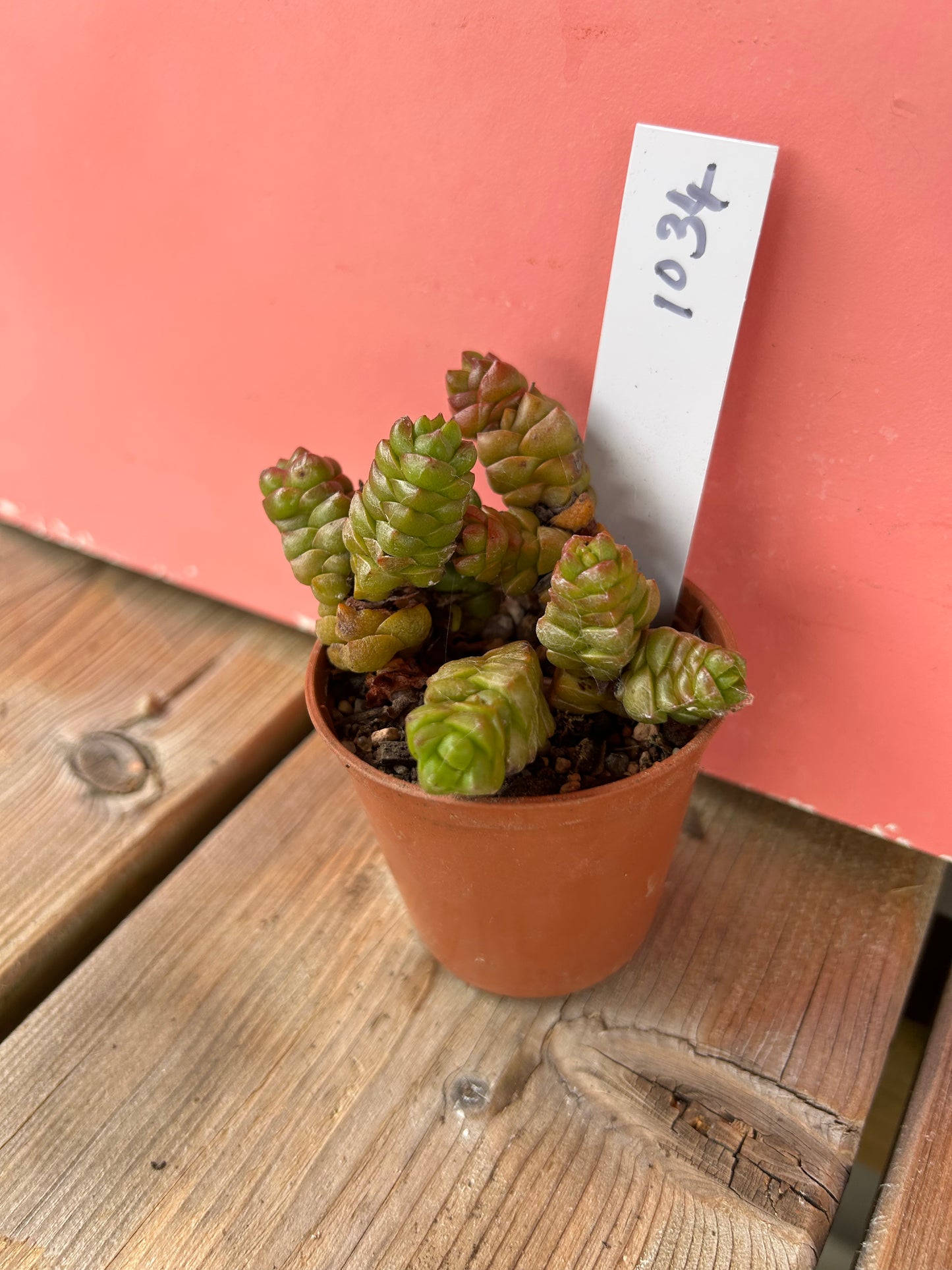 Crassula marchandii (1034 Z)