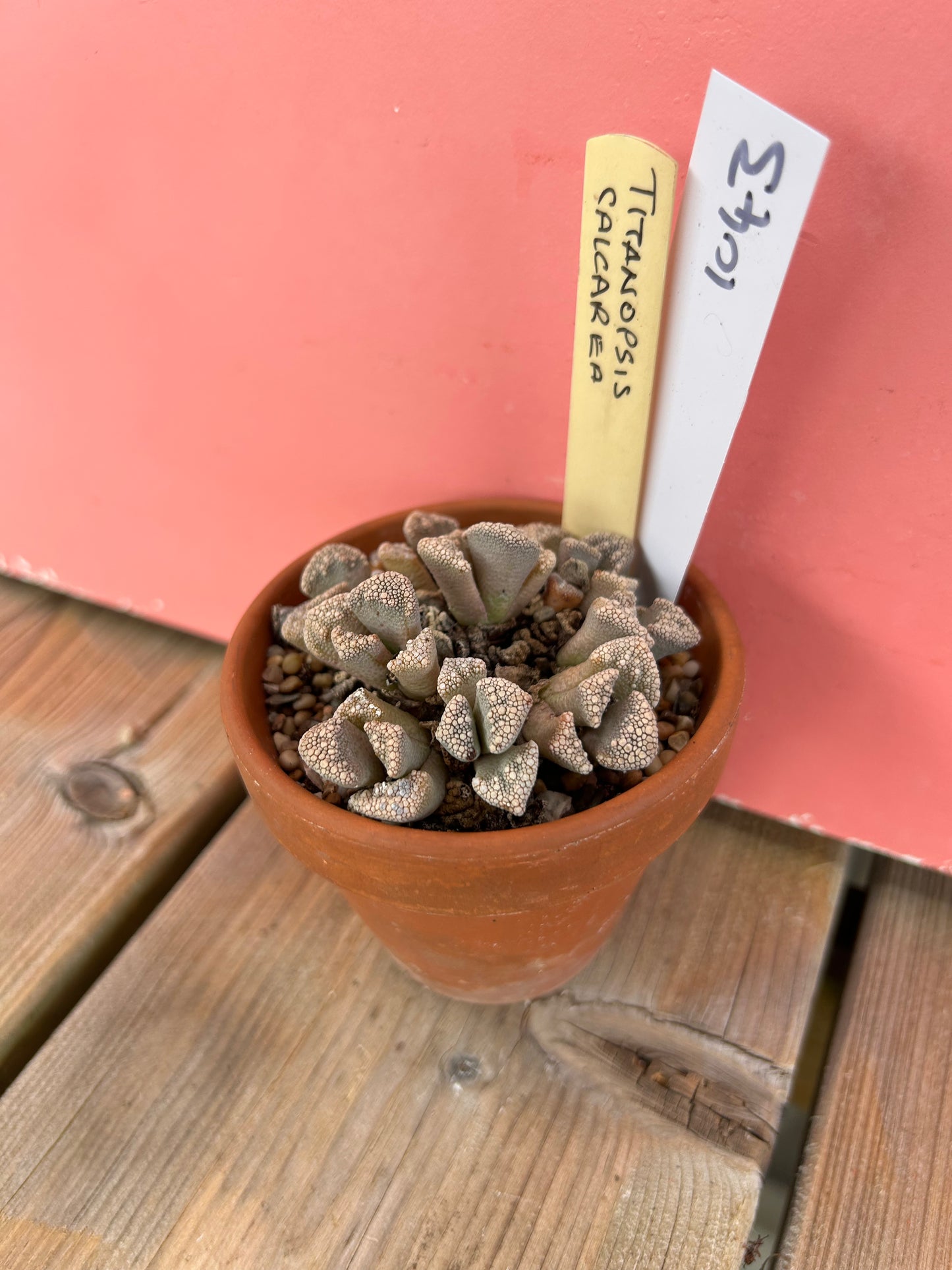 Titanopsis calcarea (1043 Z)