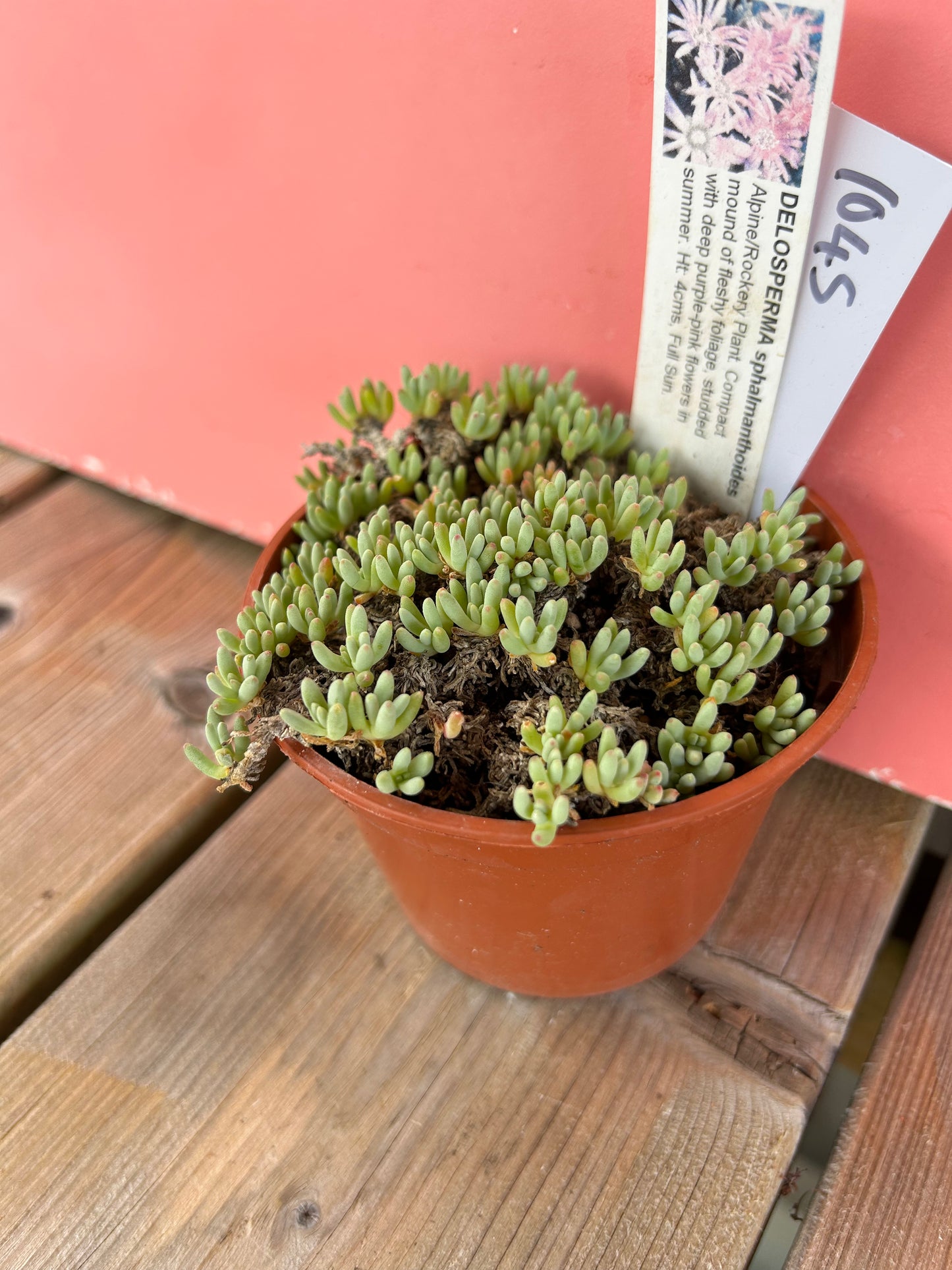 Delosperma sphalmanthoides (1045 Z)