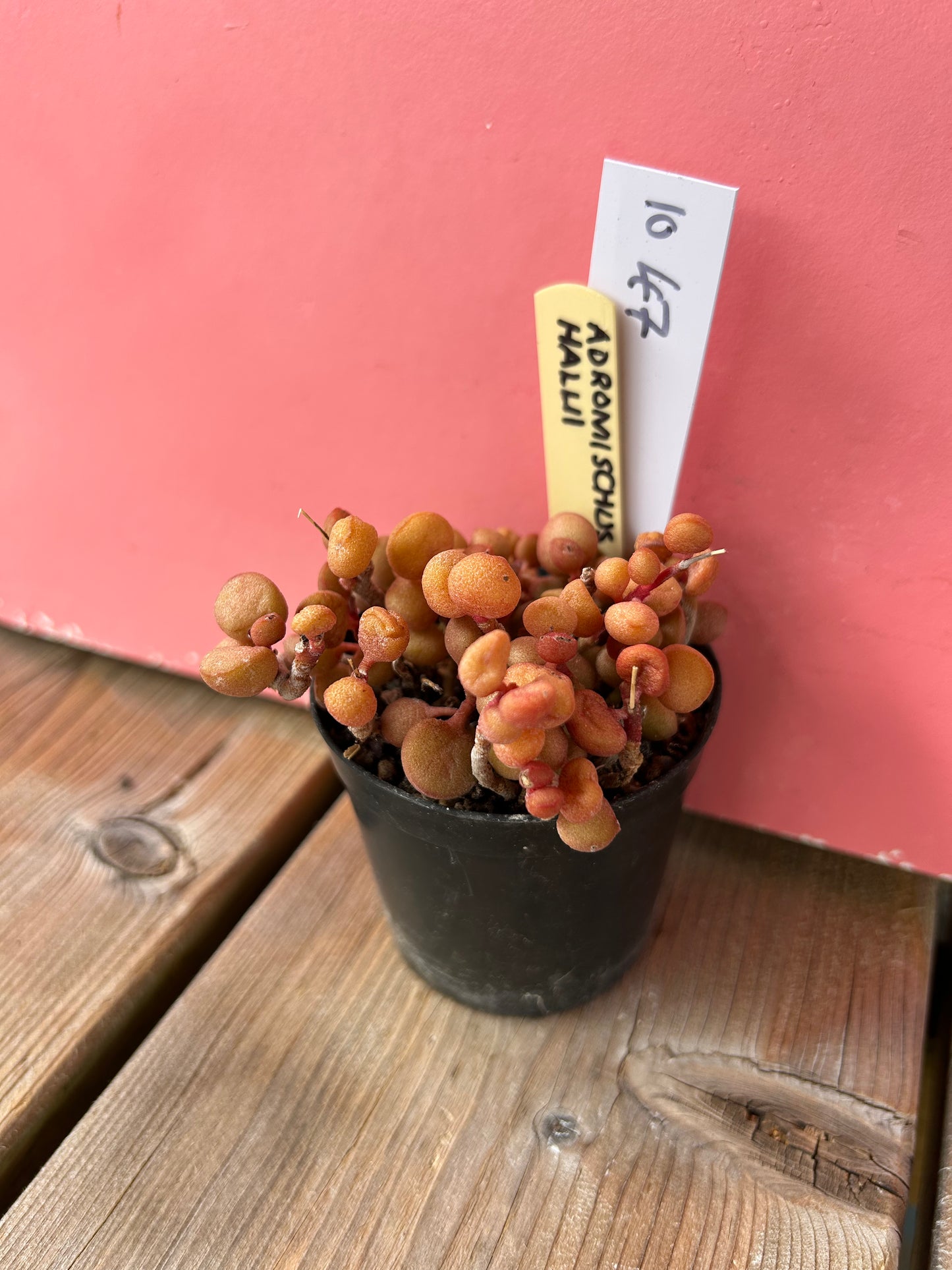 Adromischus halui (1047 Z)